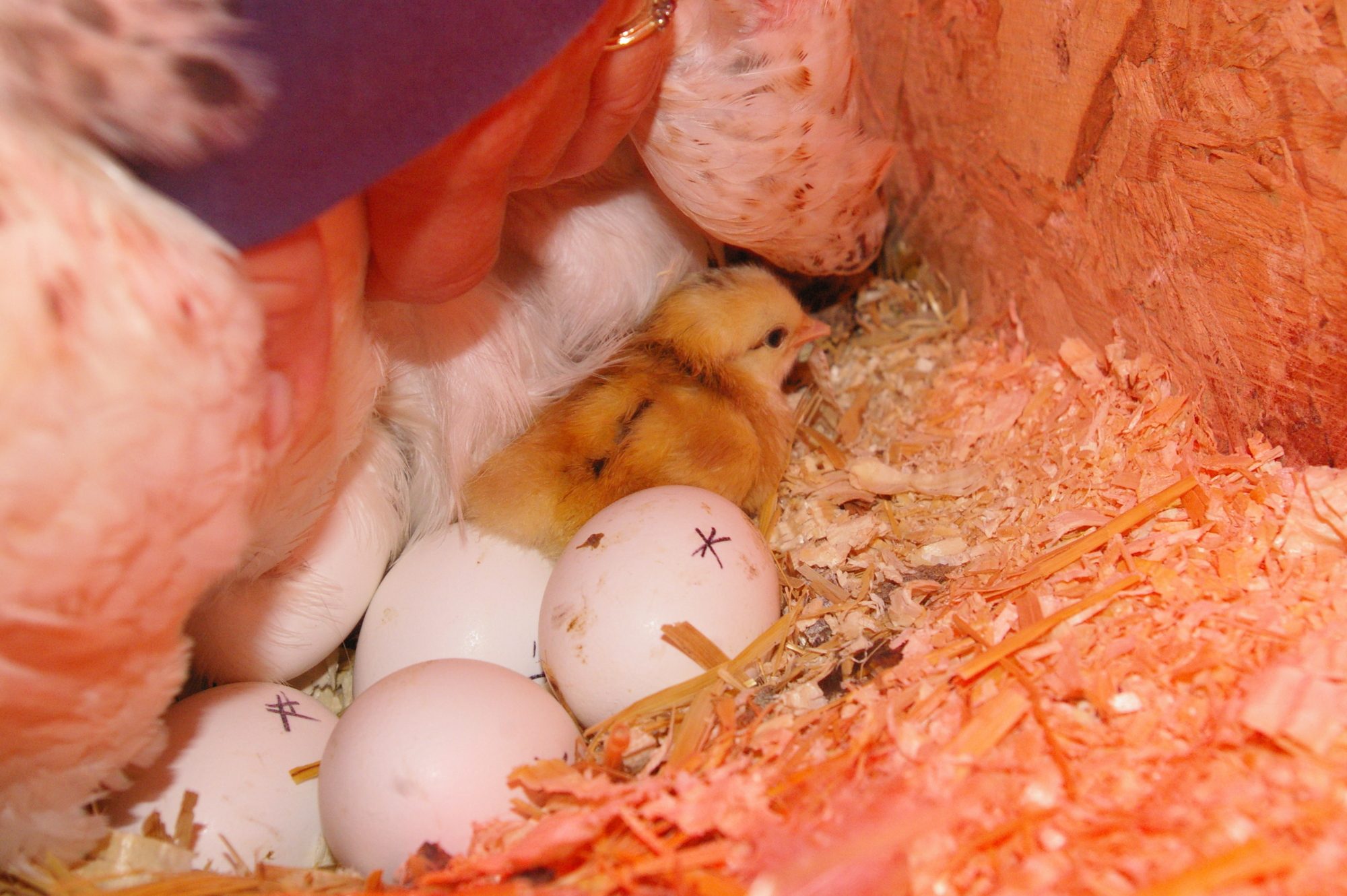Momma hen had a little one so we moved her and the babe and the eggs to the nursery to finish. How cute is that one awww.