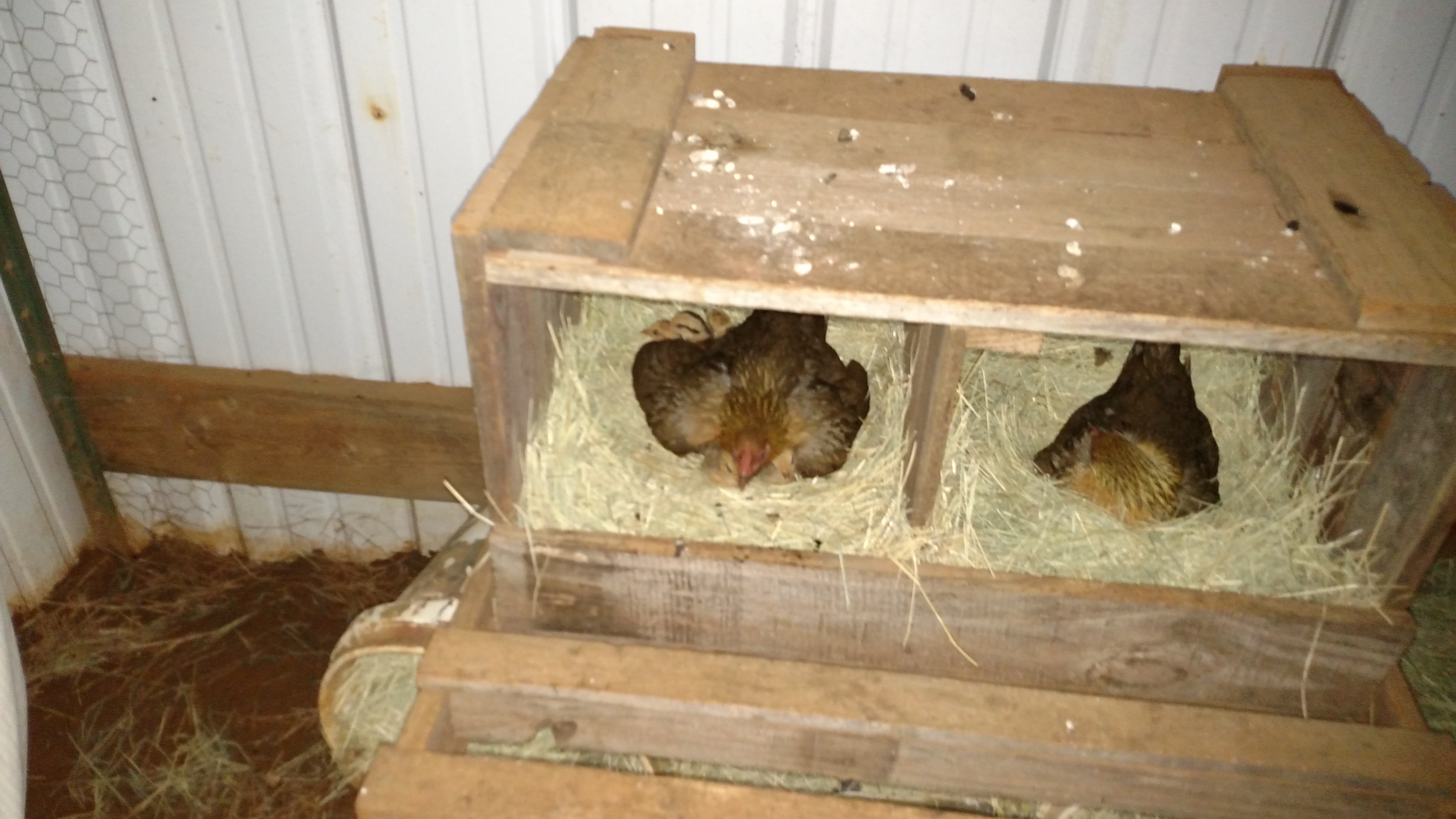 Momma hen in left with 7 babies.  Hen on right has been sitting since March 8th.  She is on 6 eggs total.  4 are too old to hatch I think, we'll see.  These are first time hens.  Momma with babies has set a good example.