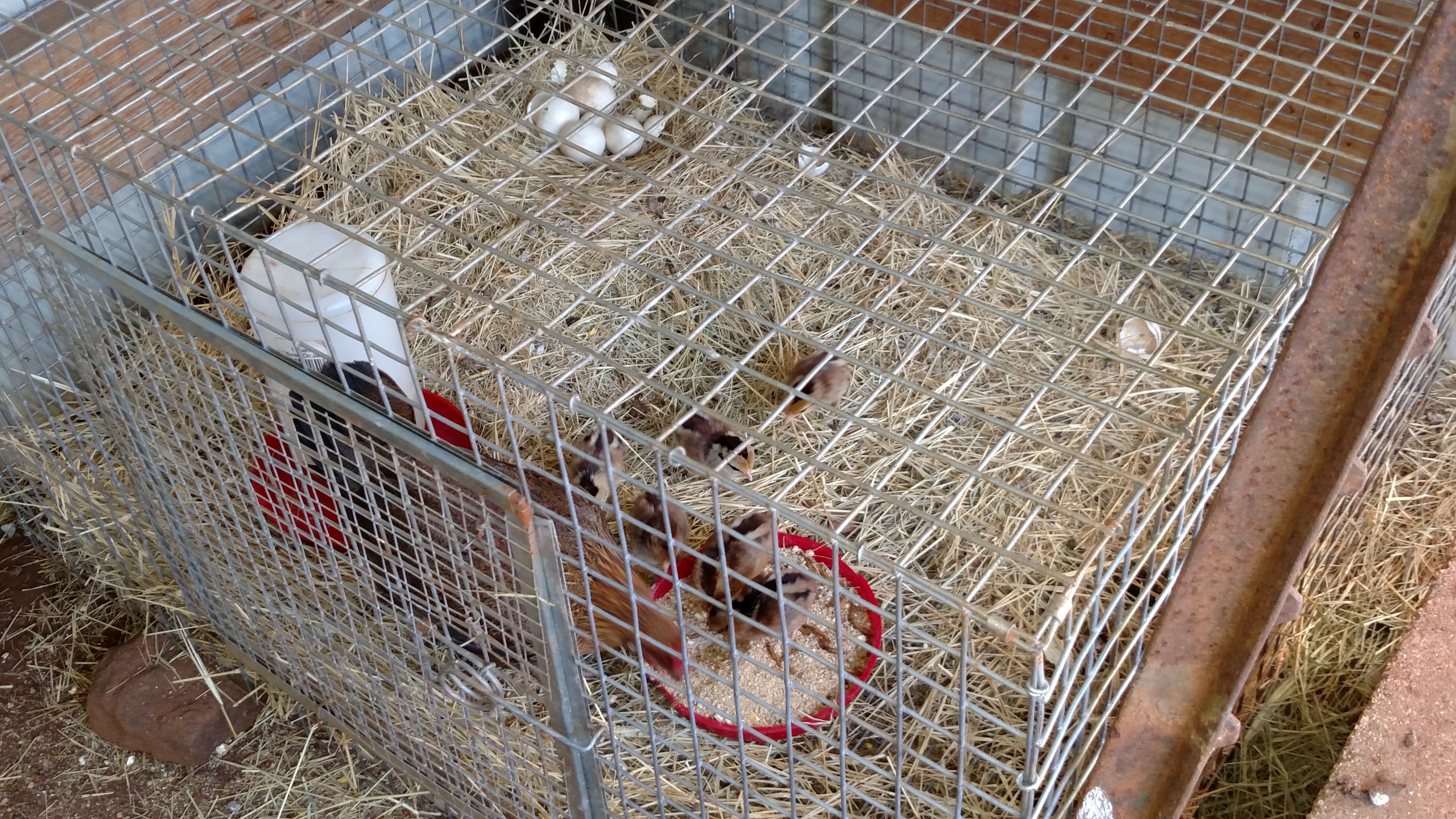 Momma hen in wire cage hatched out a 6 pack.