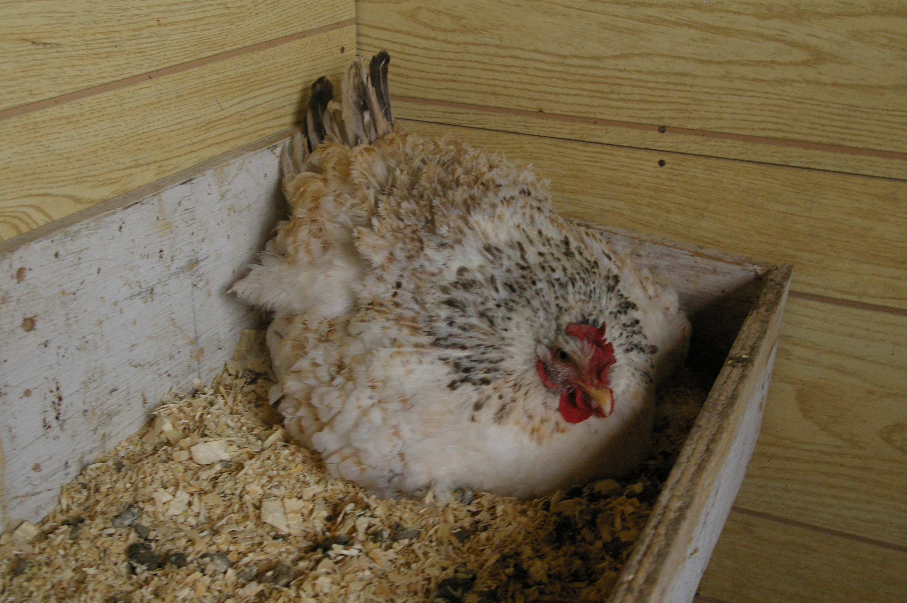 Momma hen setting on 10 eggs.