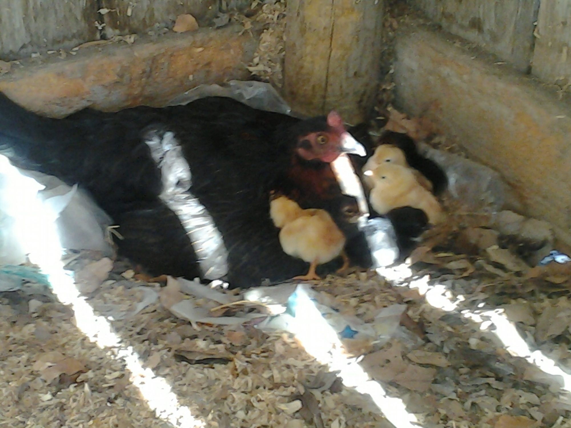 Momma Hen surprised me last August with 18 out of 19 eggs hatched. I feel embarrassed sharing this picture because she picked the one shed that I didnt have cleaned out yet. I will let you all know that once she started taking them out, her little shed got cleaned out and shavings laid down :-) These are my first chicks of 2012 born August