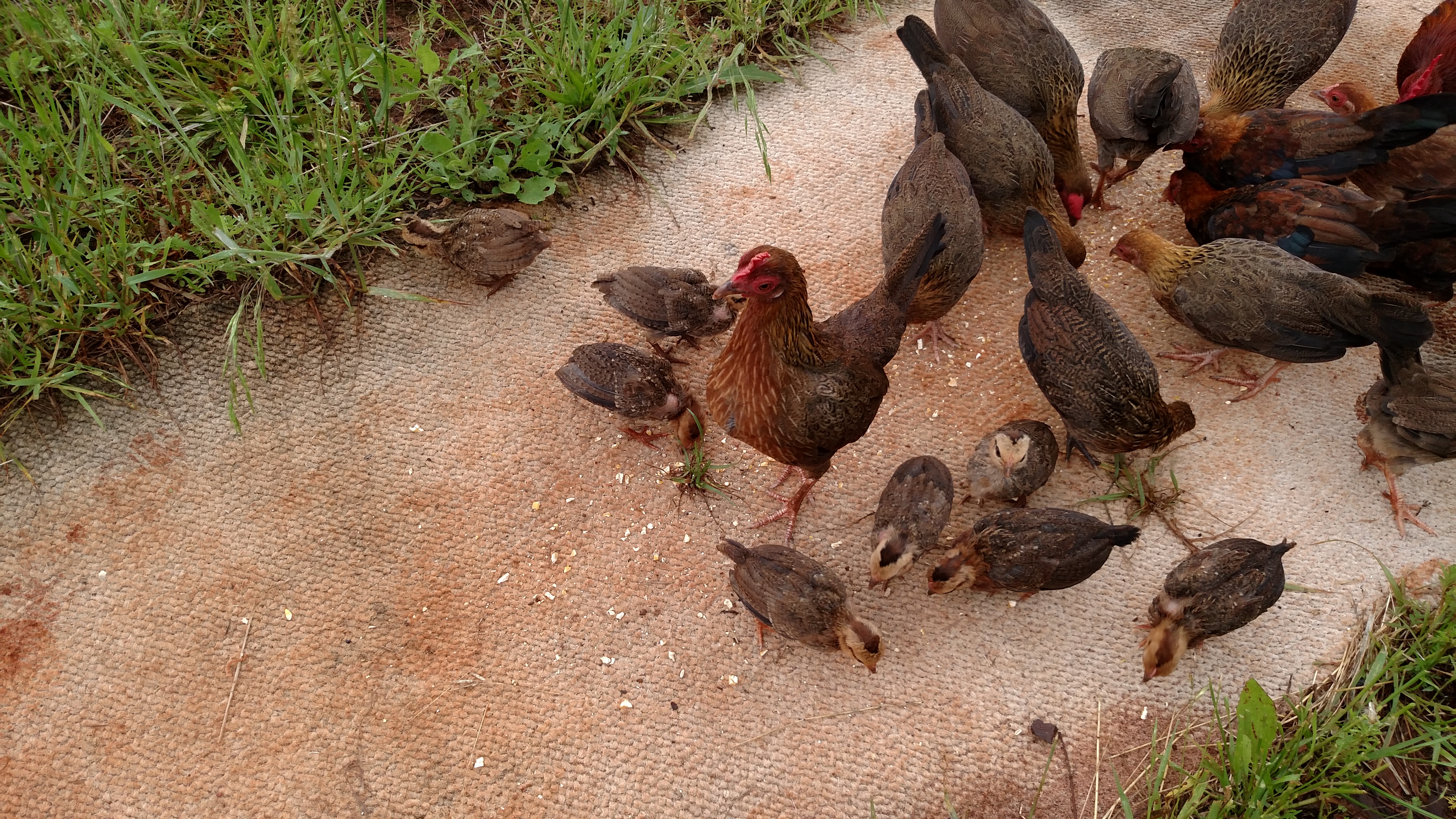 Momma hen that hatched 5 & had 3 more migrate to her are all integrating well with flock.  Pic is over a week old.  Have lost 5 to a fox last week when I let them out one day and had to leave.  :(