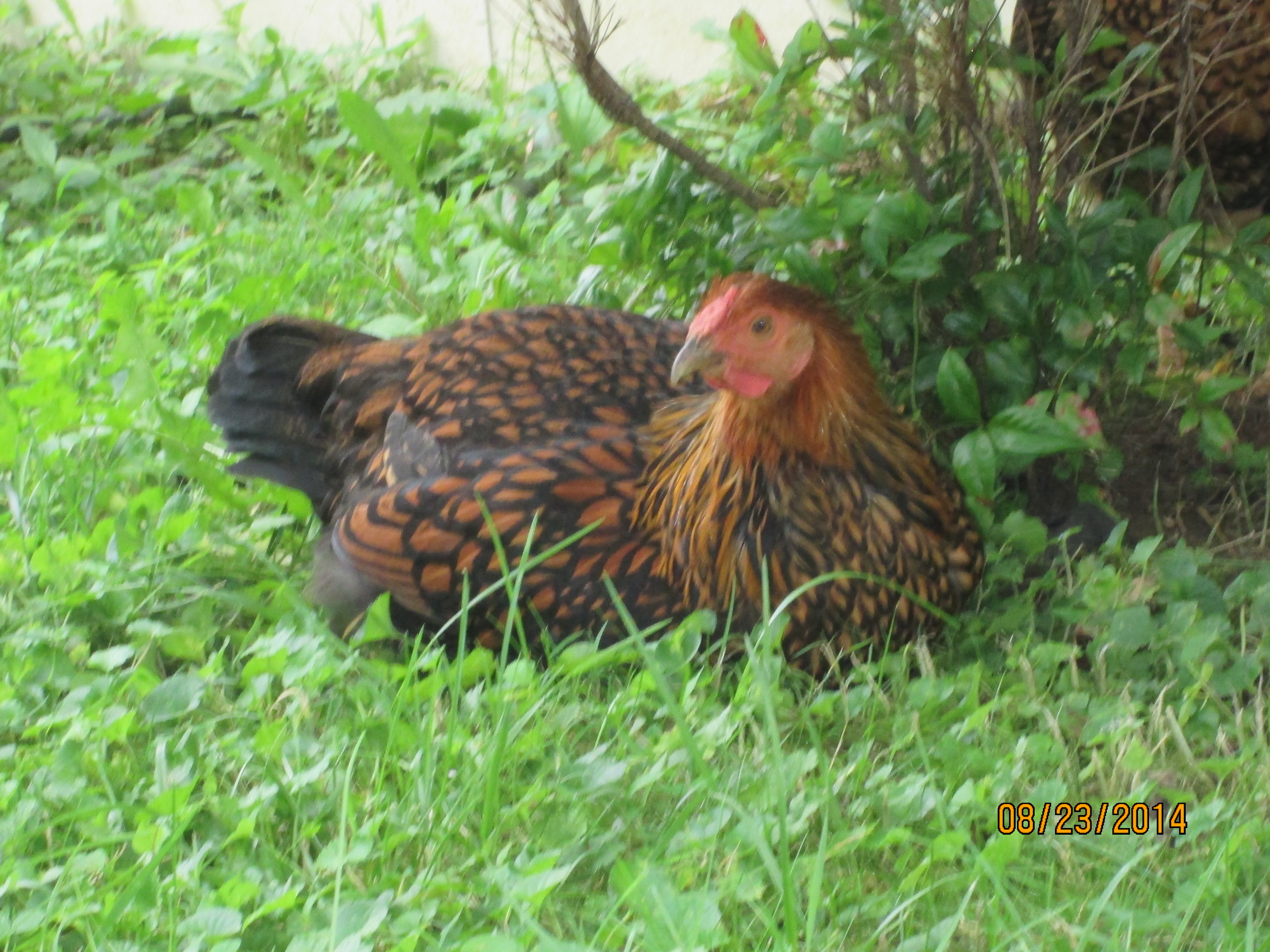 Momma Hen
