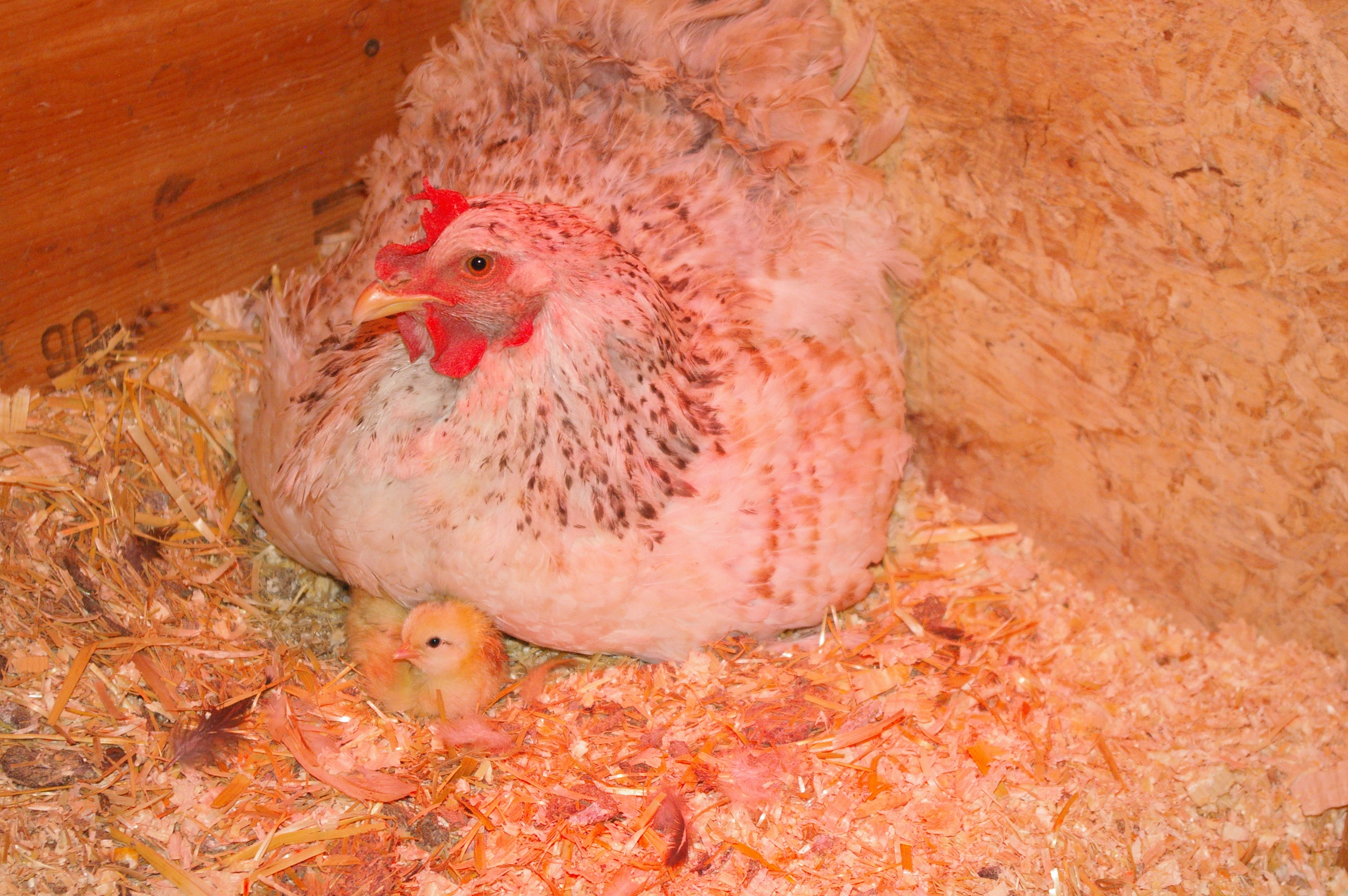Momma is very very protective, it was crazy how she would charge us when we came in. She ended up having two more babies.