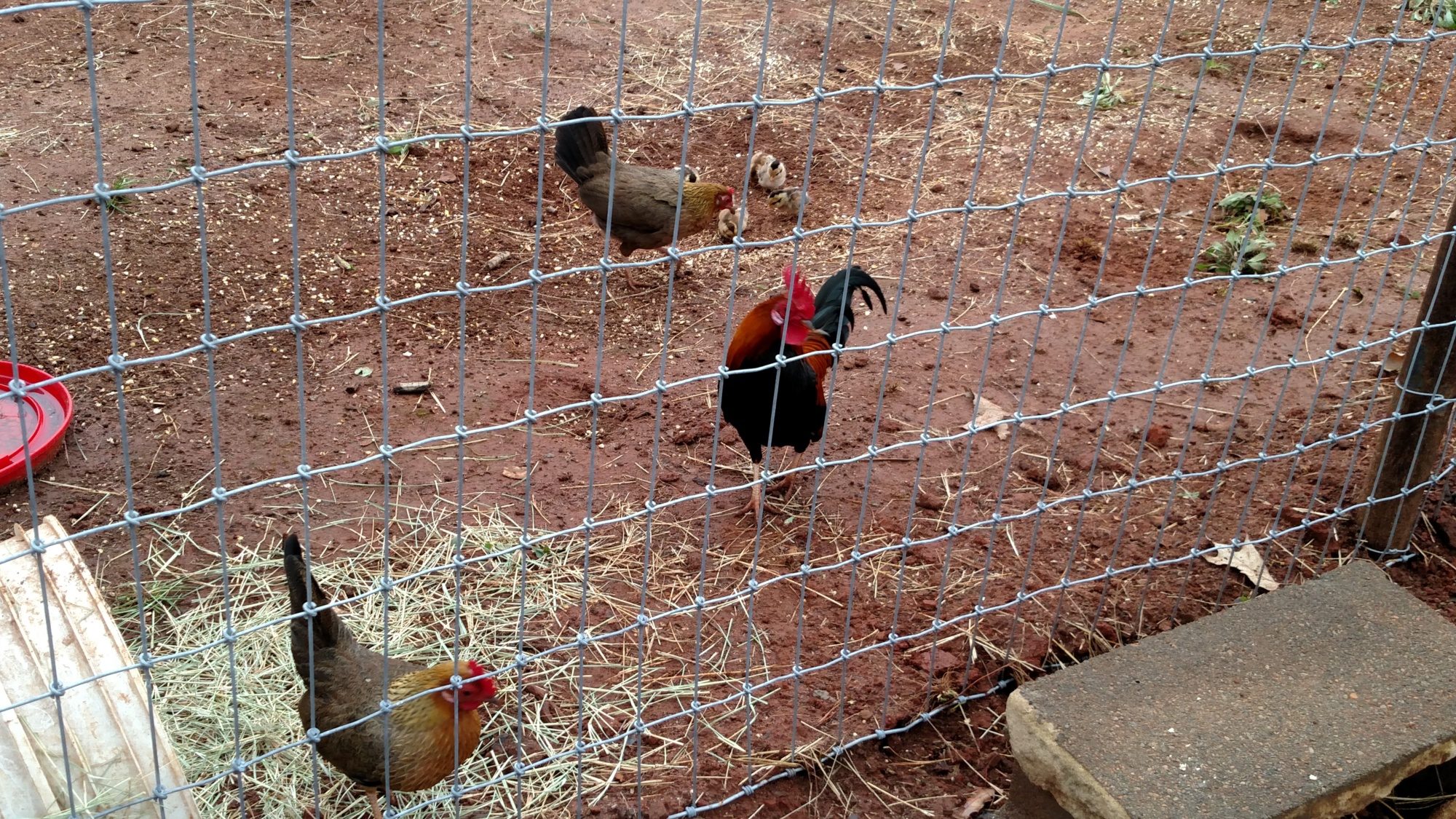 Momma out with adults and teenagers in new enclosed pen.  Yes, I have lots of reading and educating to do.  Separation, integration, new pens, new nesting areas, expansion project.....