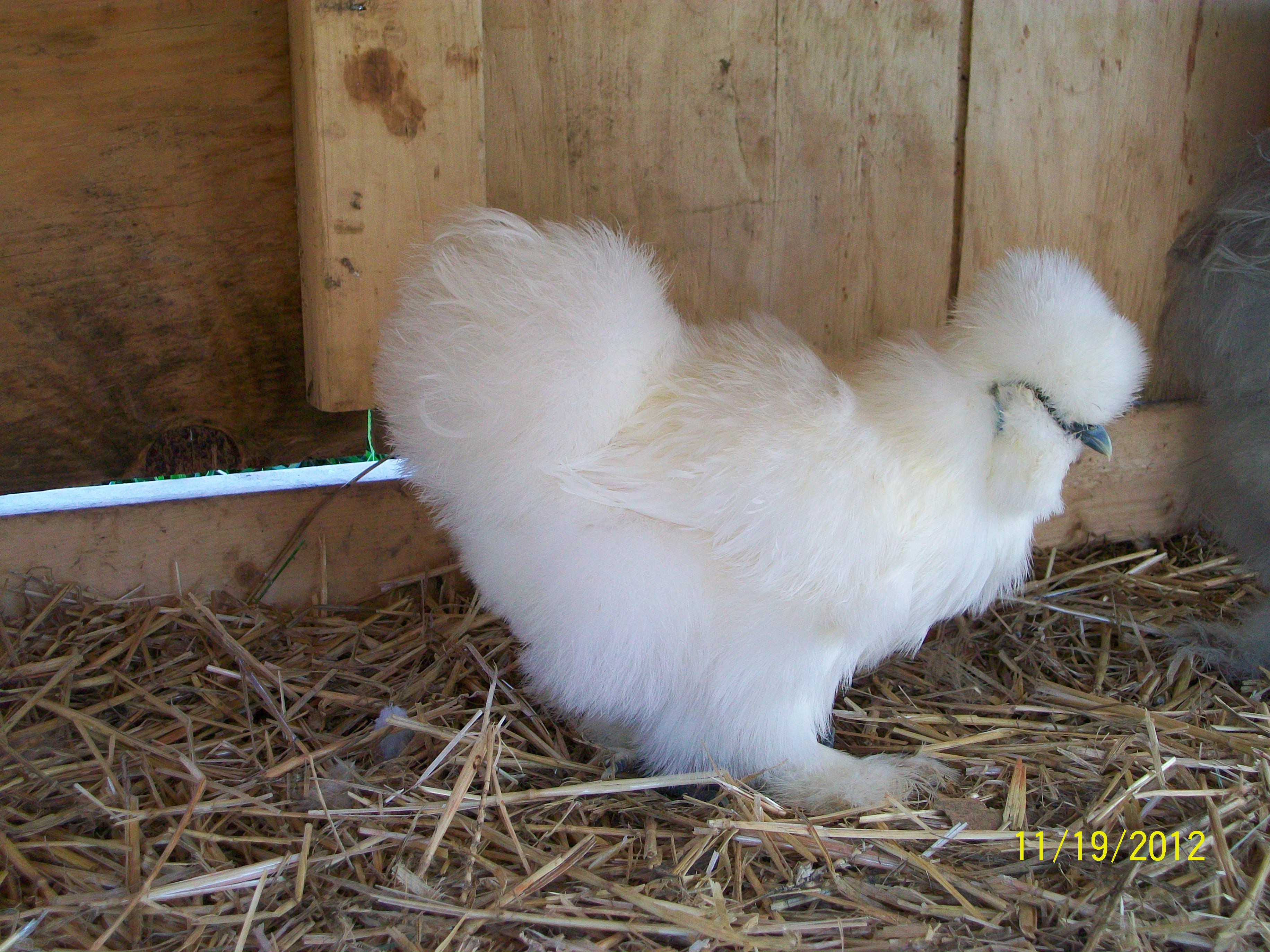 Momma silkie