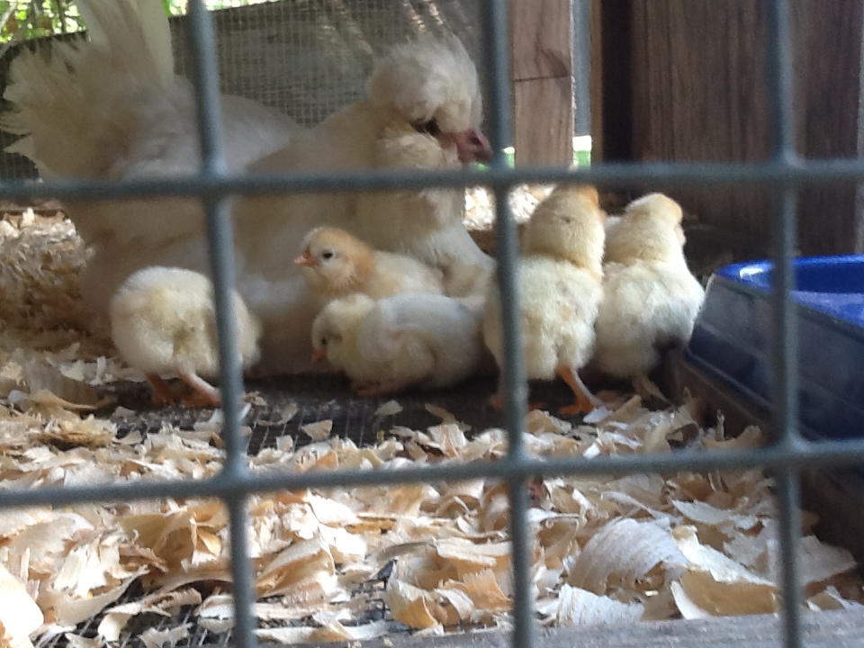 Momma sultan with all her chicks game rooster is the father