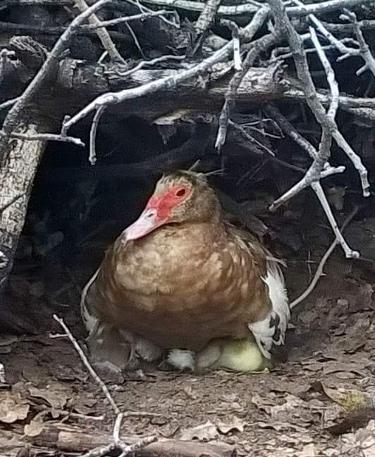 Momma (unedited) 
She has 8 babies under her