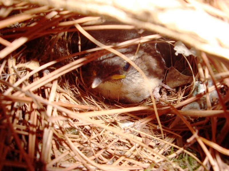 Momma wren