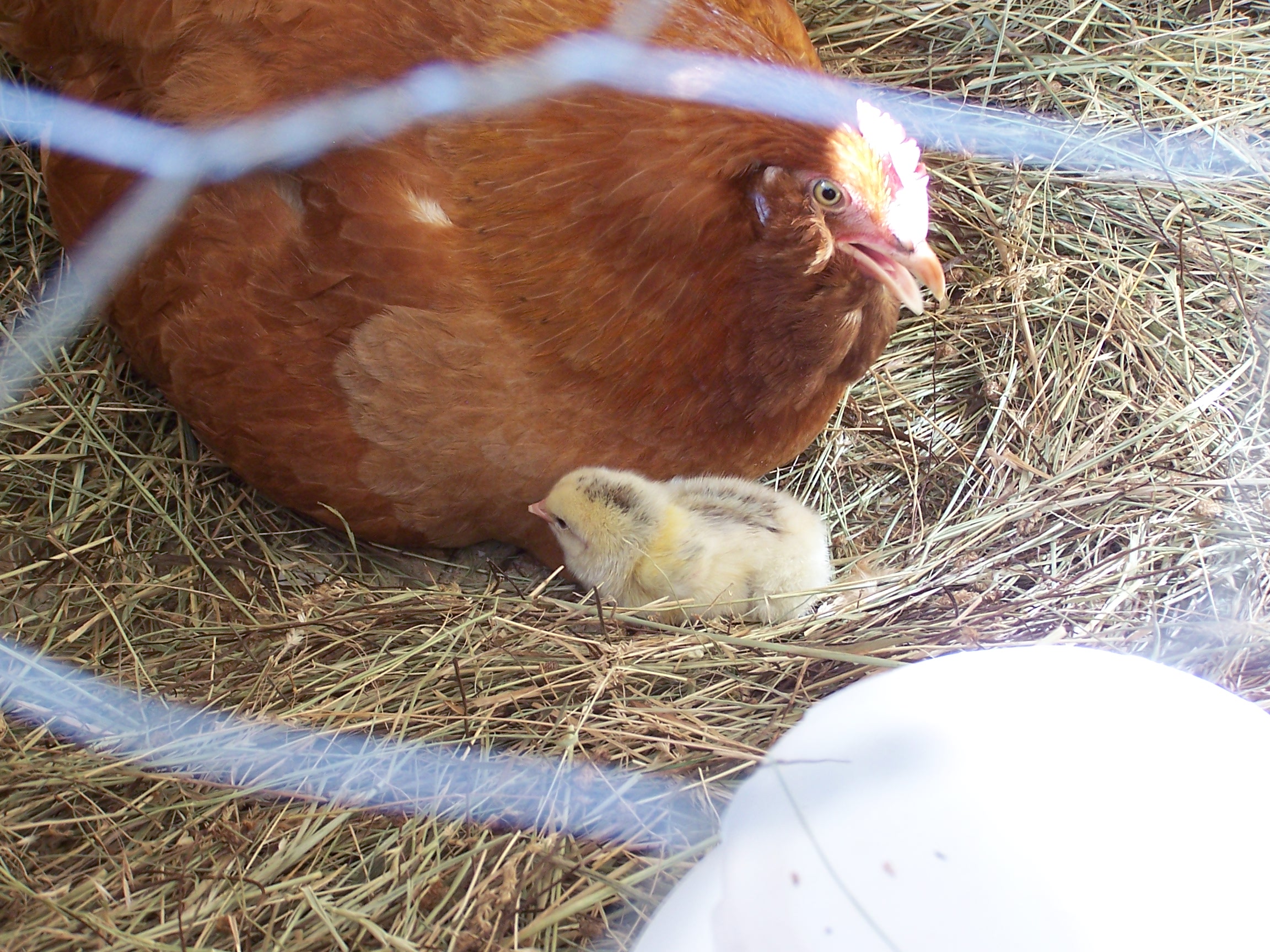 Momma's first chick.