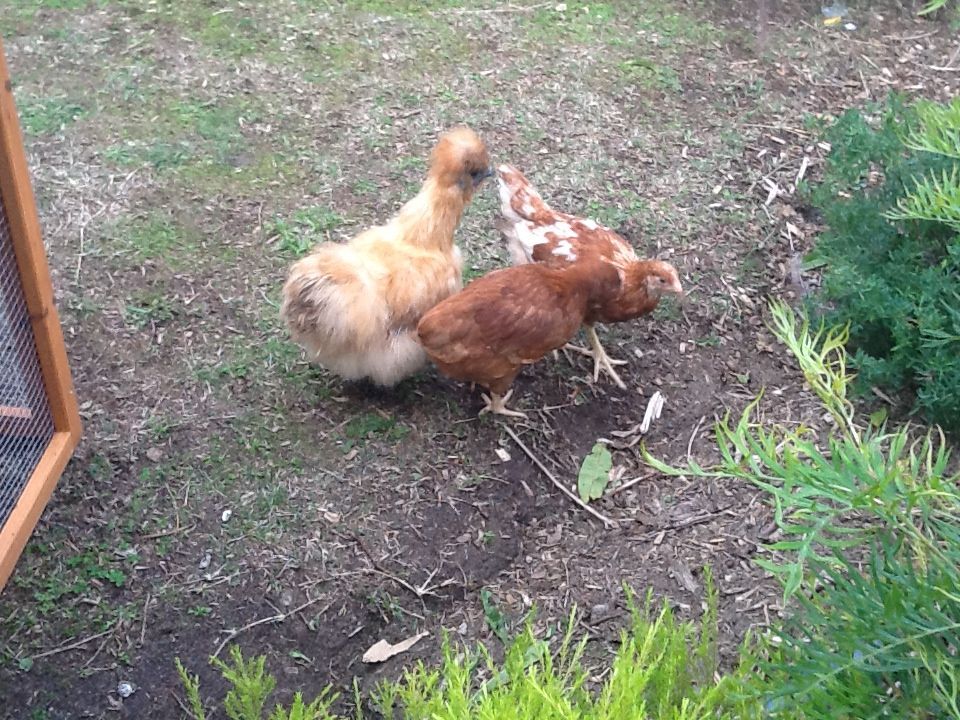Momma's not leaving her babies alone