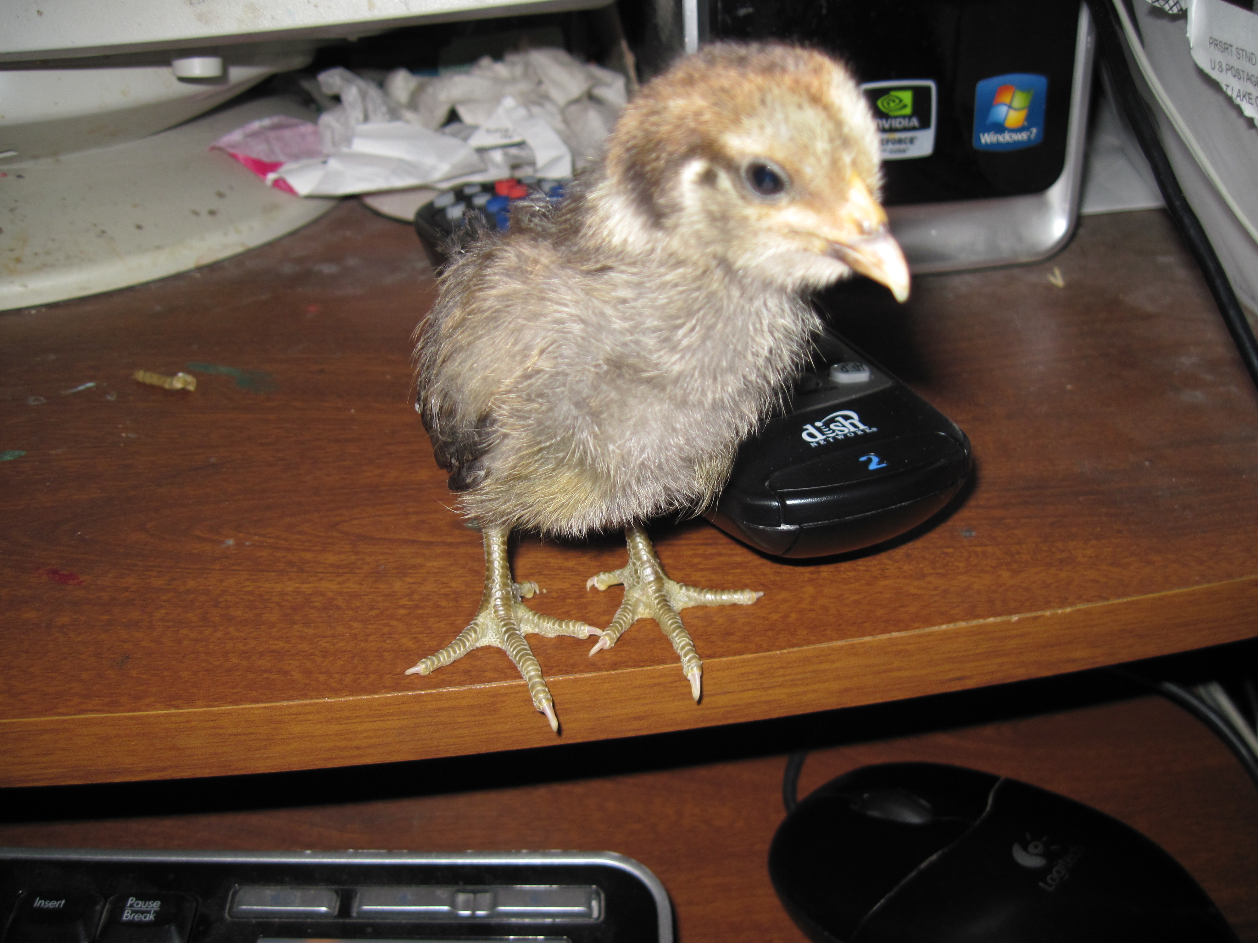 MOMO AT 3 WEEKS
