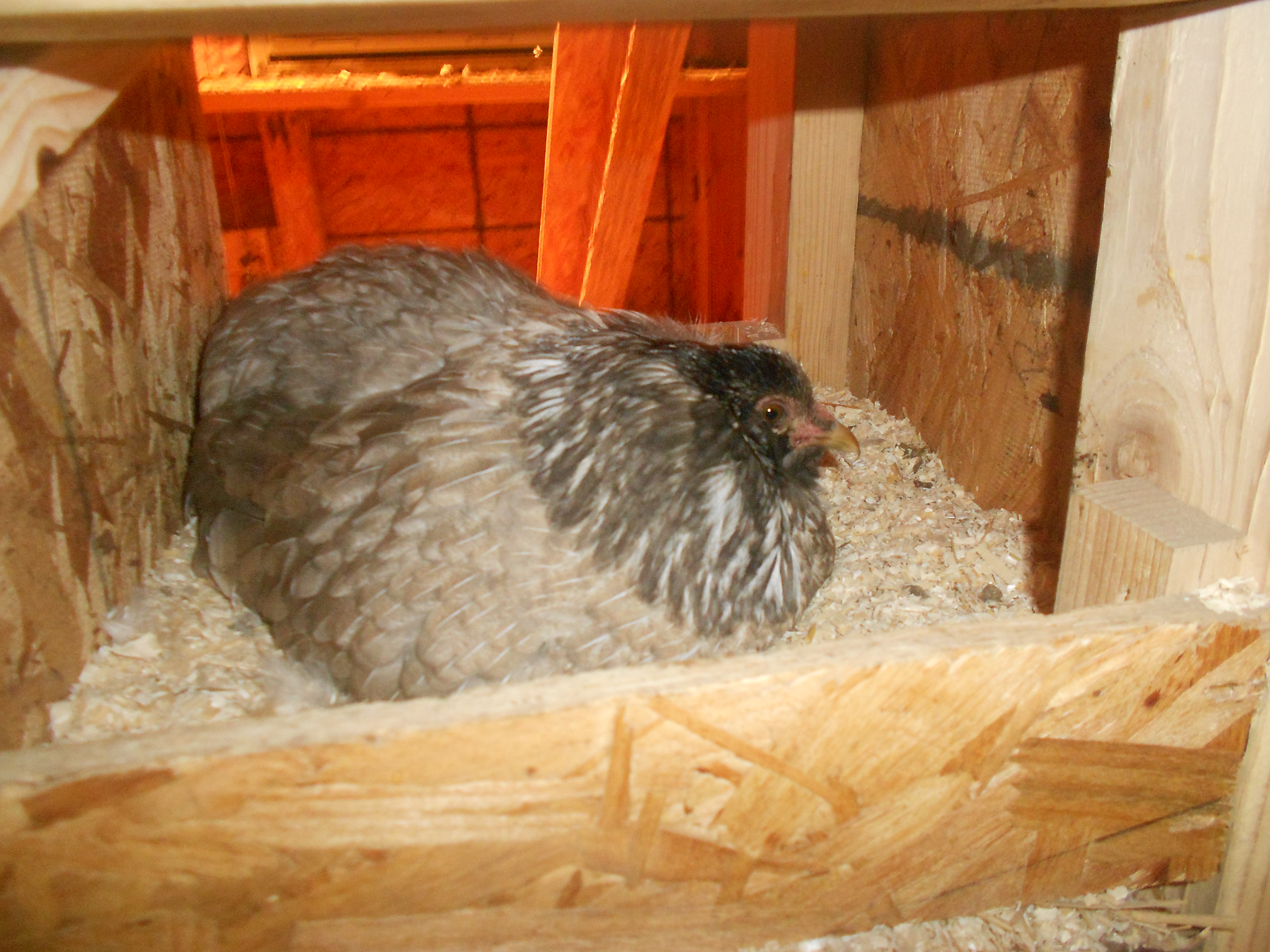 Momo being broody.