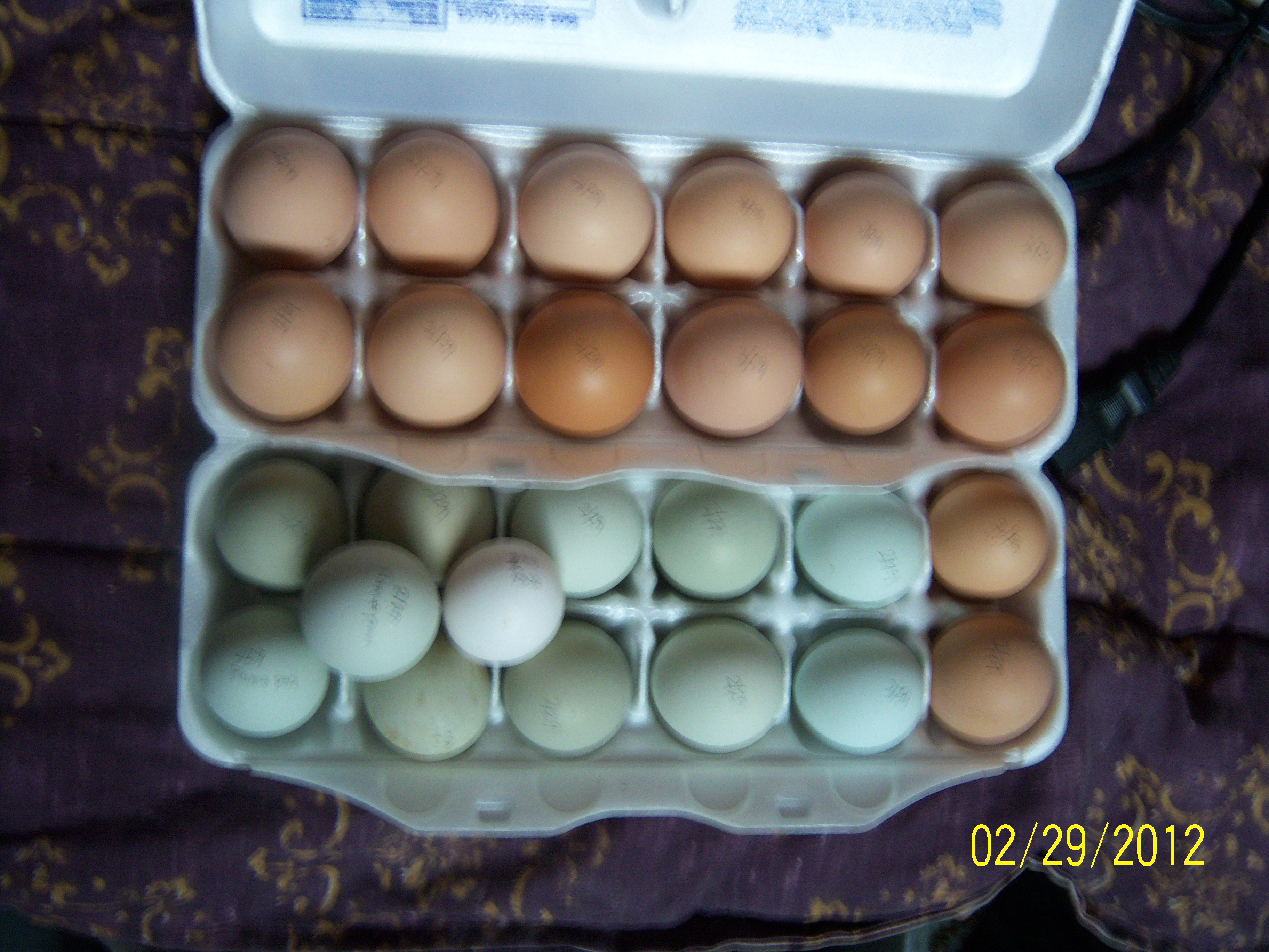 Mom's Barnyard Mix + 1 Black Rosecomb - begin incubating Feb 29 for a hatch date of Mar 21