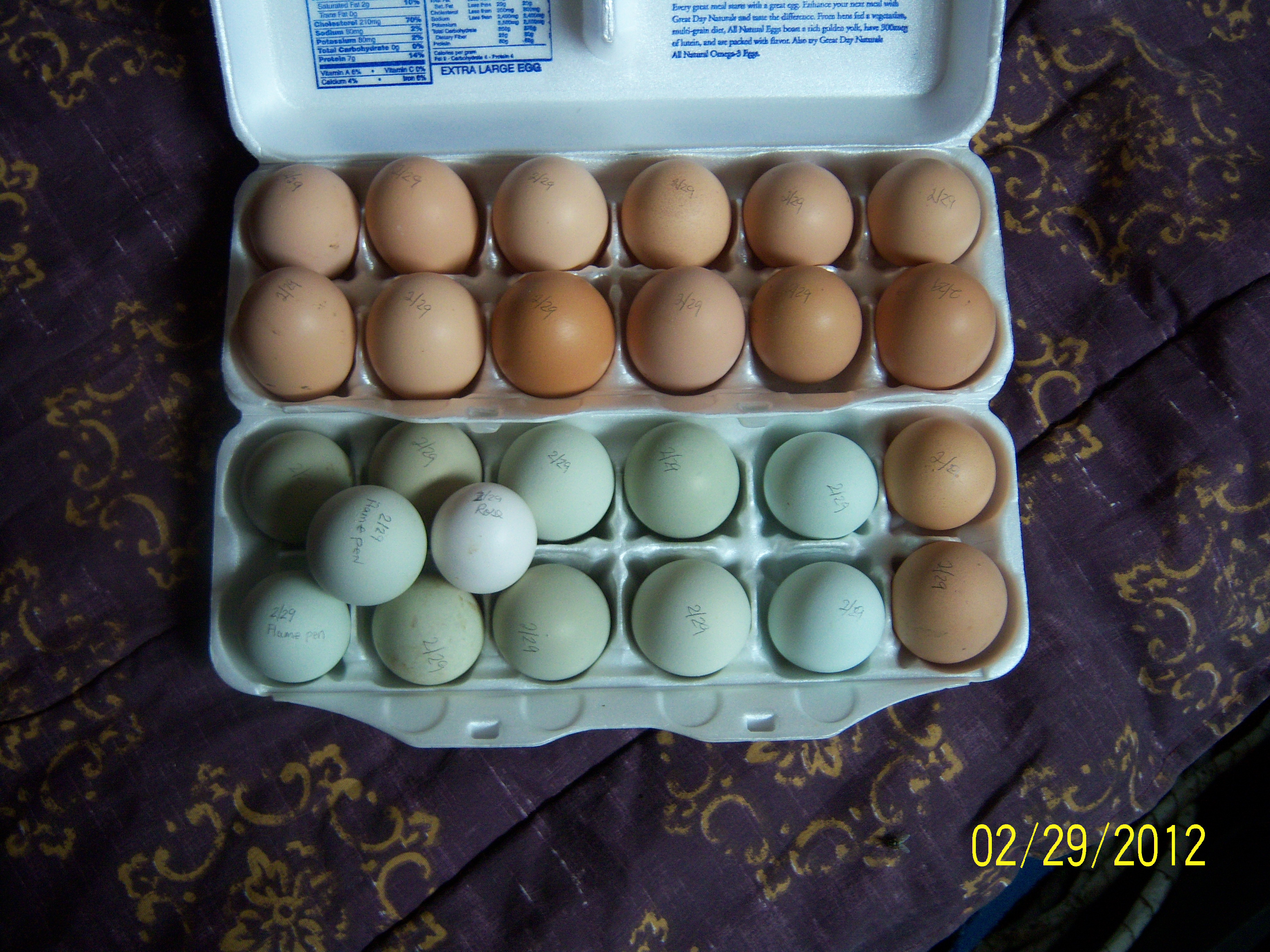 Mom's Barnyard Mix + 1 Black Rosecomb - begin incubating Feb 29 for a hatch date of Mar 21