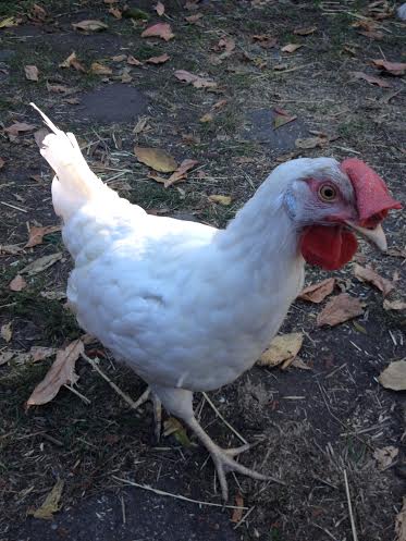 Mona a White Leghorn. Rescued from an egg factory. Such a pretty lady, who LOVES treats.