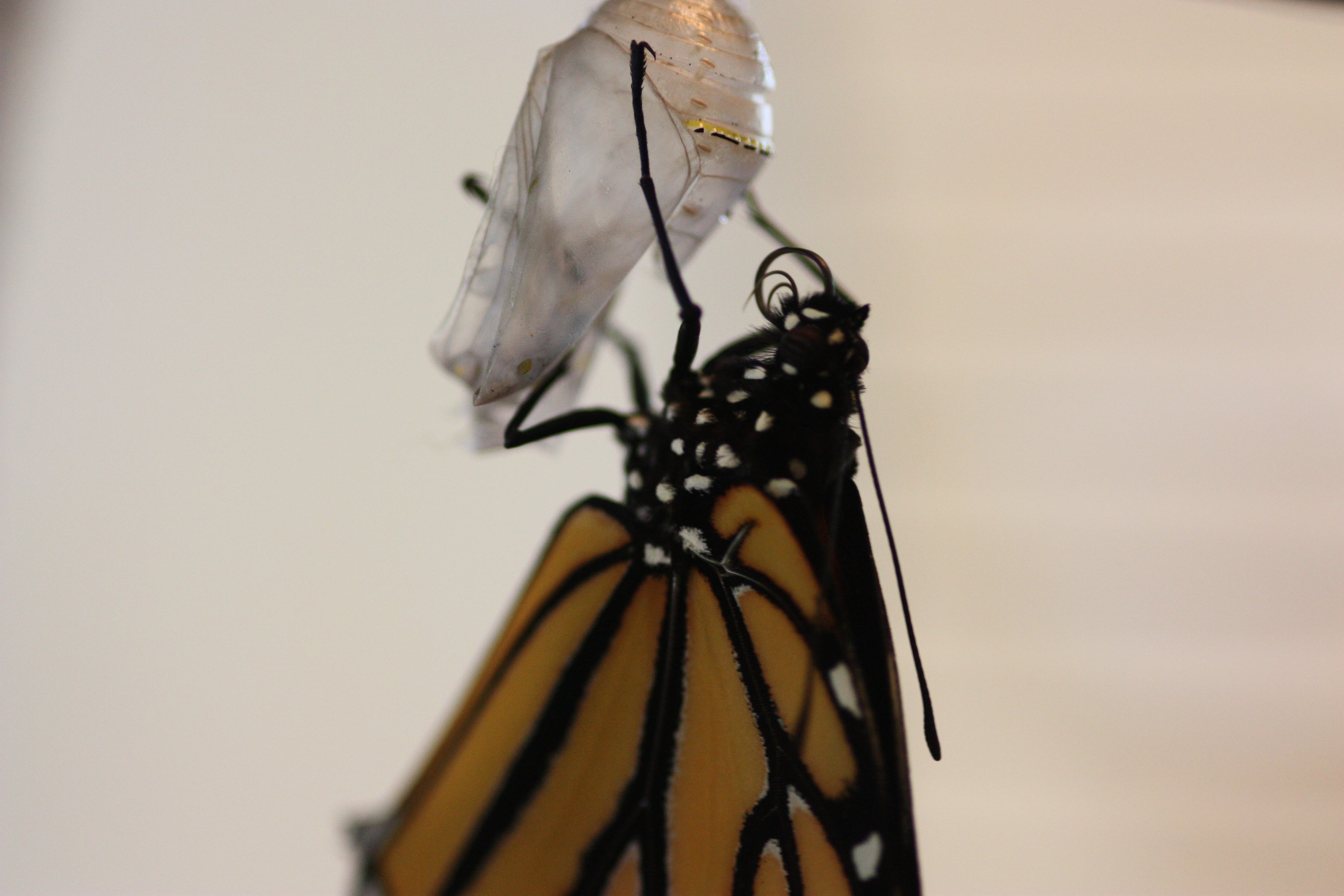 Monarch