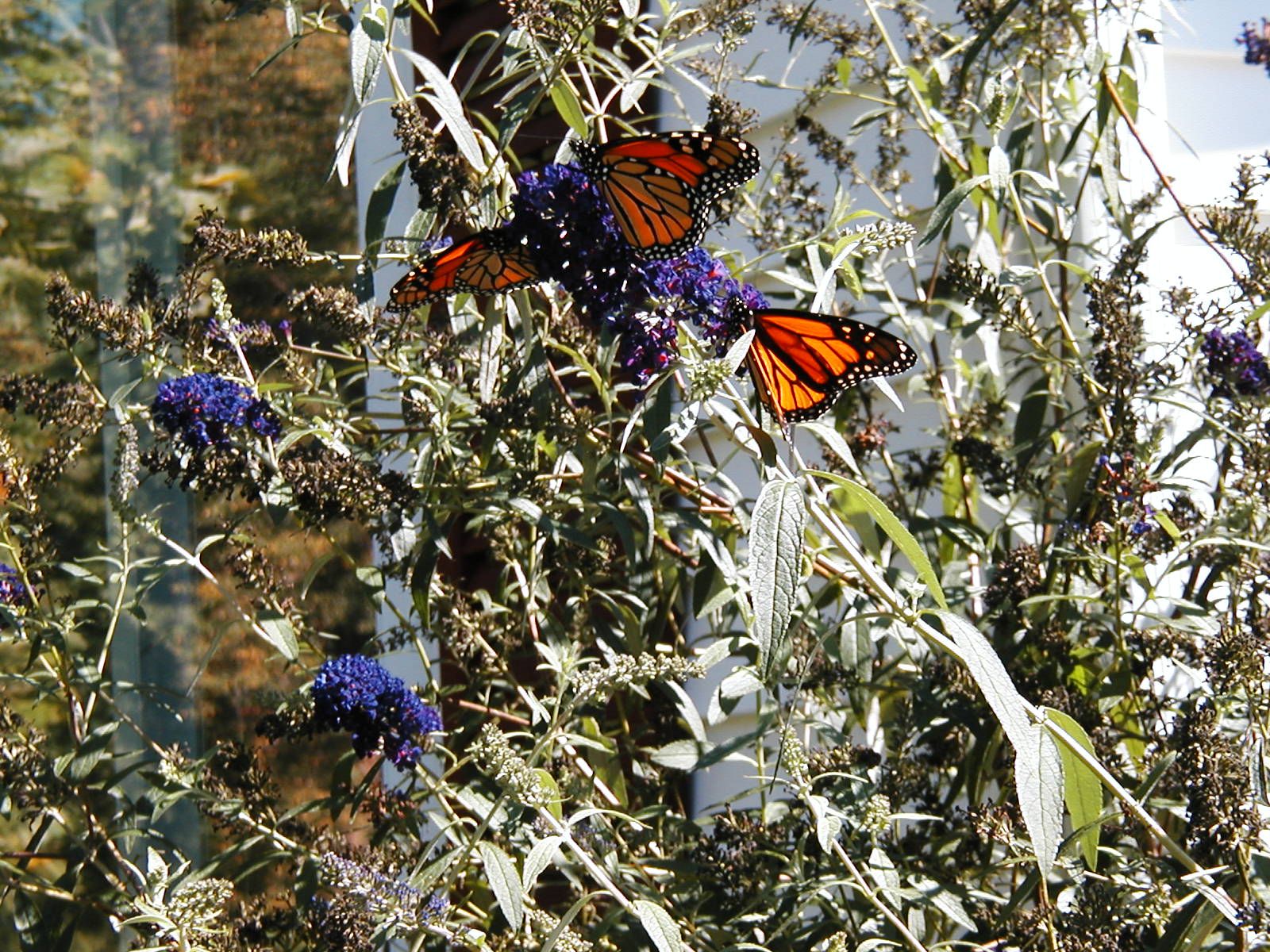 Monarchs & Butterfly bush