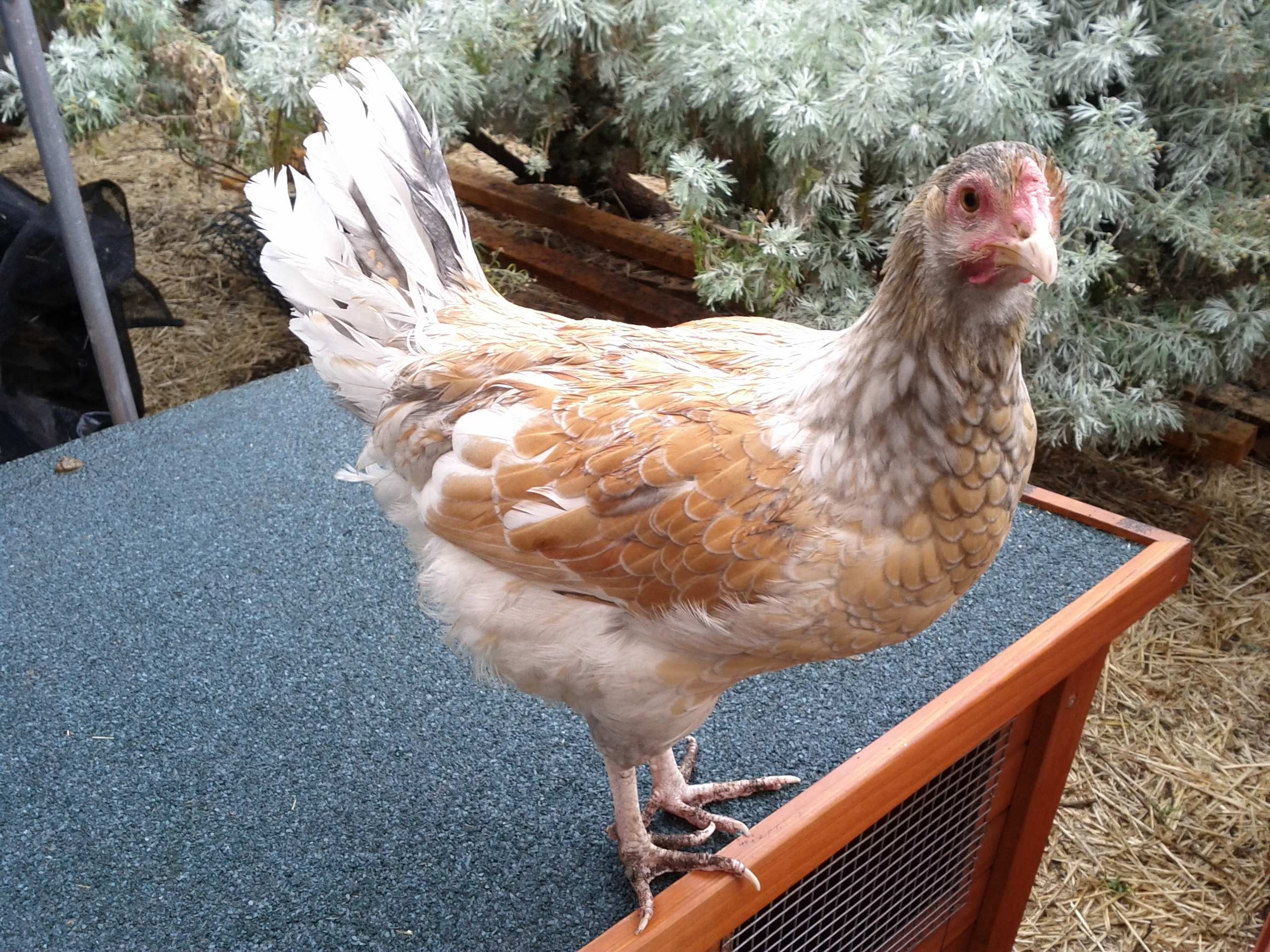 Monet is extremely placid and has absolutely no problems with my stroking or holding her. Book-Book was similar but has a stronger personality. Nevertheless, I adore Monet's gentle personality. I suppose one would call her a Blue Laced Buff, though she has a blue  ruff which is more Maran, I suppose.