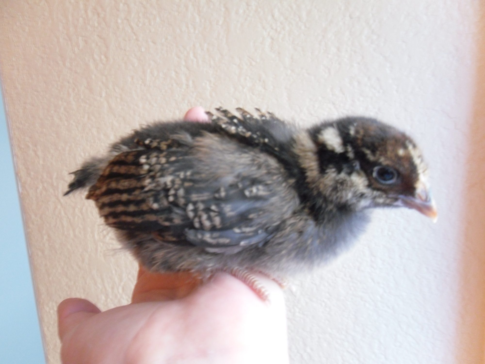 Money Penny my golden laced wyandotte at 3 weeks.