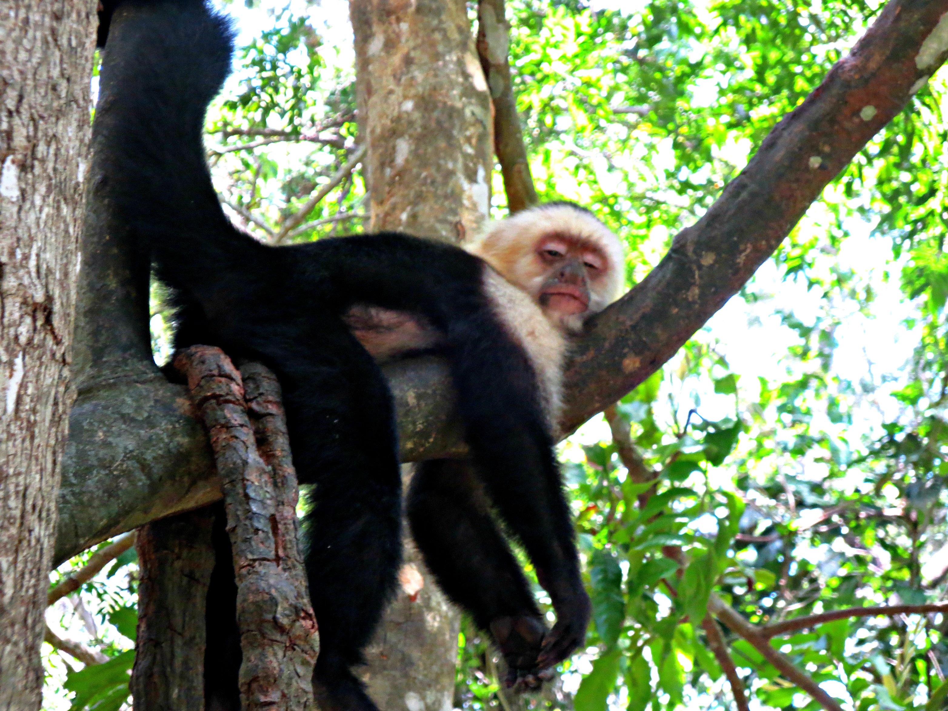 Monkey in Honduras