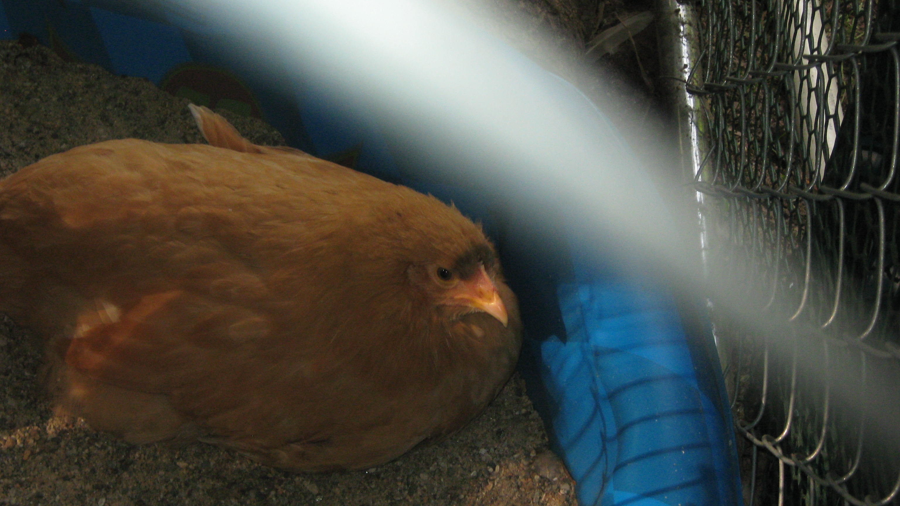 Mono-brow!  She looks like an "angry bird"