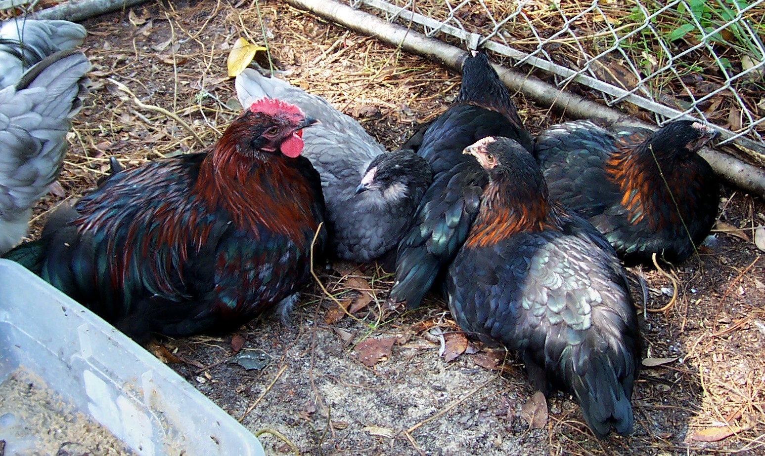 Monsieur Amour and his young ladies. There is a blue Ameraucana flirt squeezed in there too she loves him lol. He is not related to Cheepa but came from pasofino farms and from a very dark egg. He is an example of an over melanized BCM male.