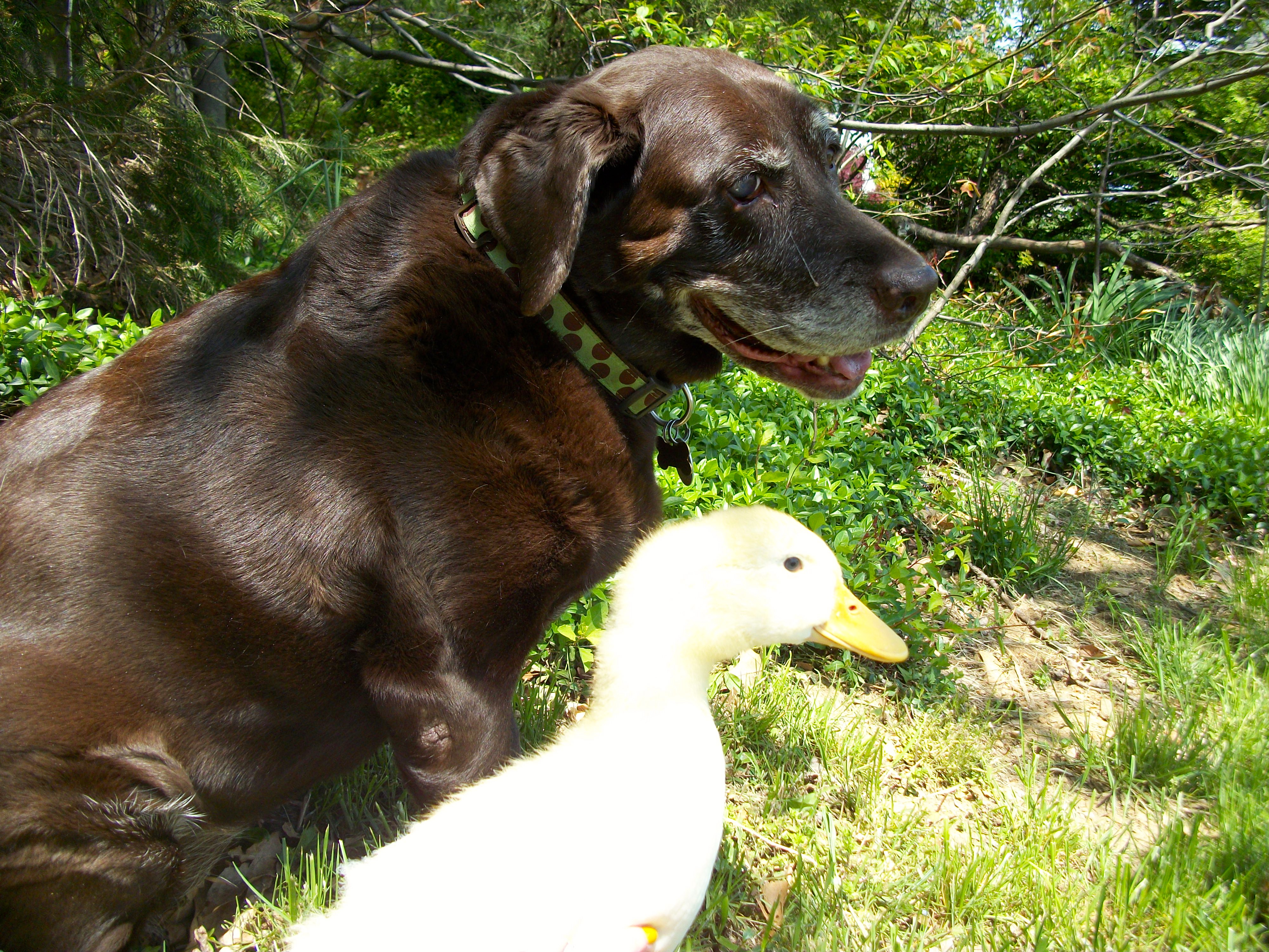 Monster and Duds all grown up!