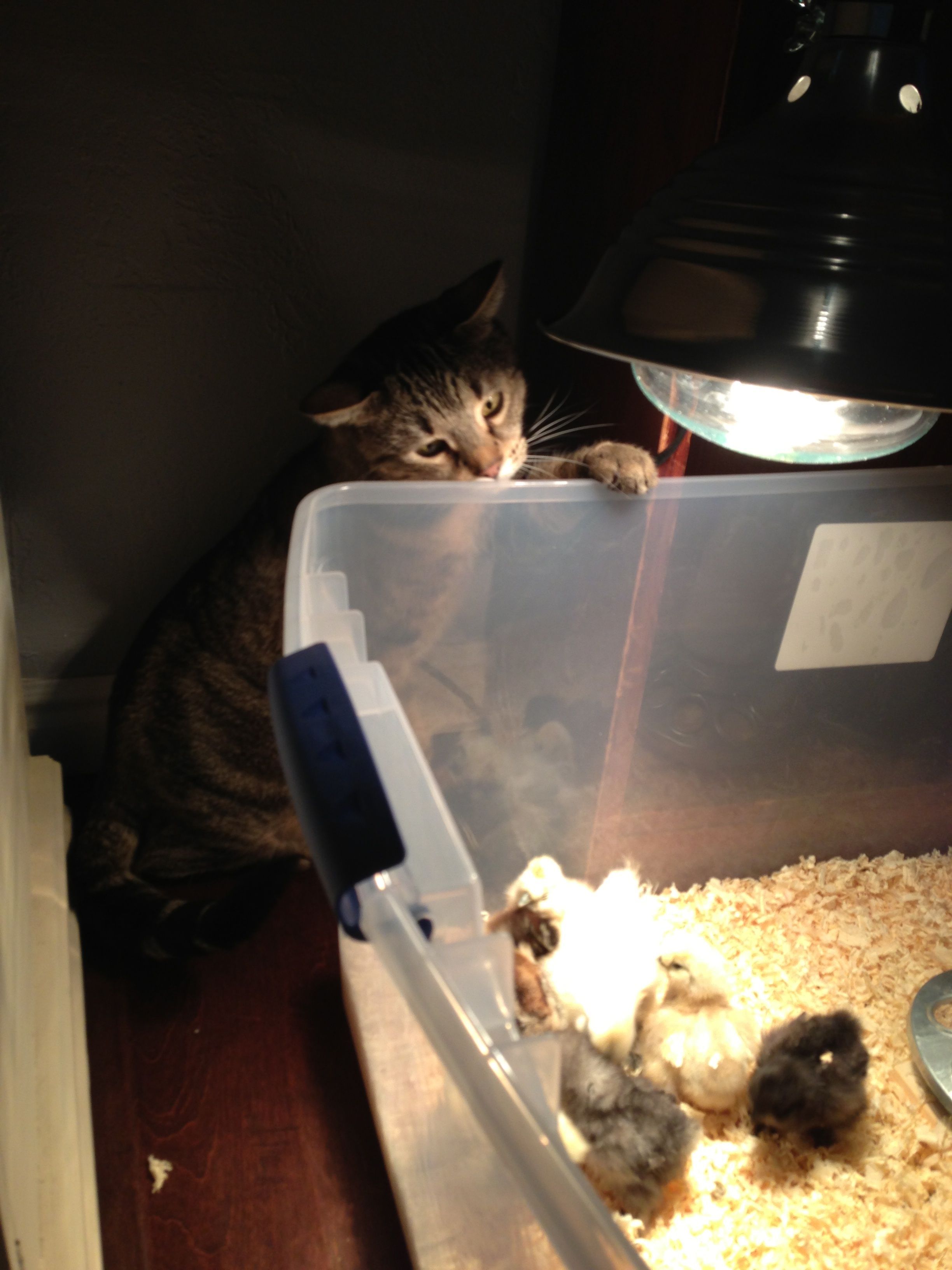 Monster is a little too curious...