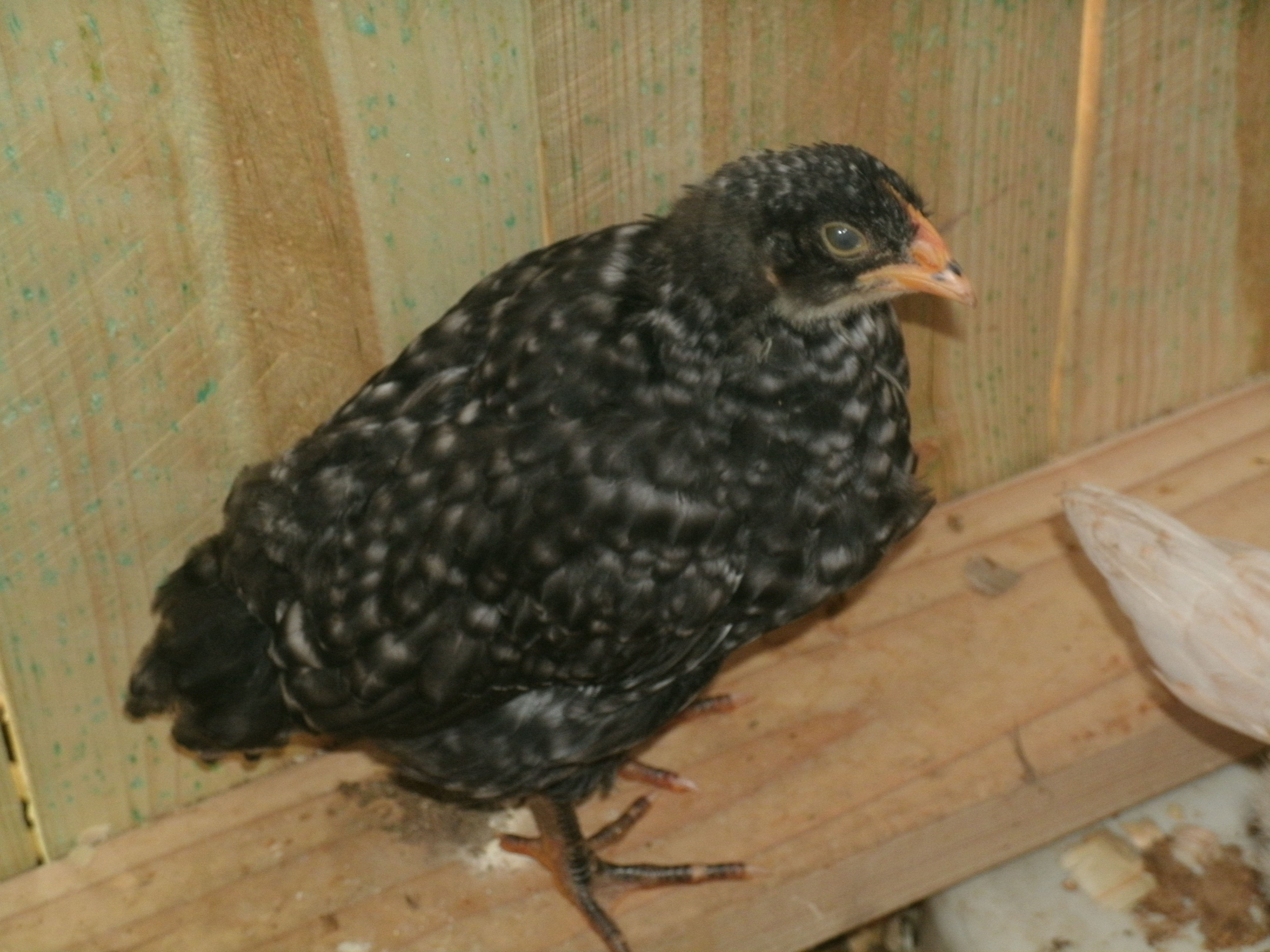Month and a half to two month old Barred Rock