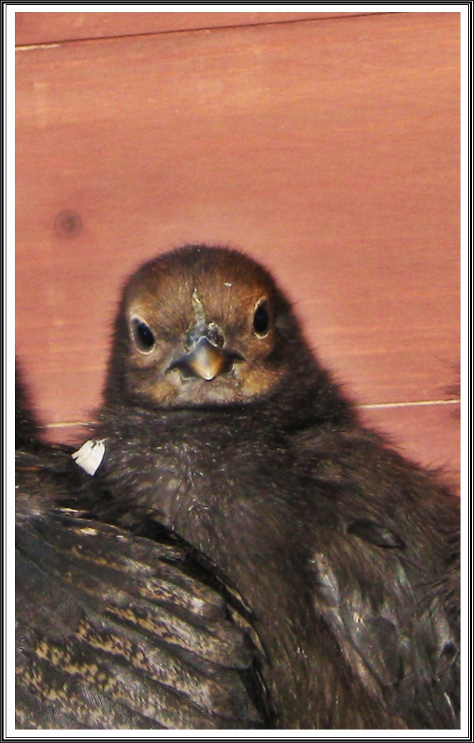 month old chick