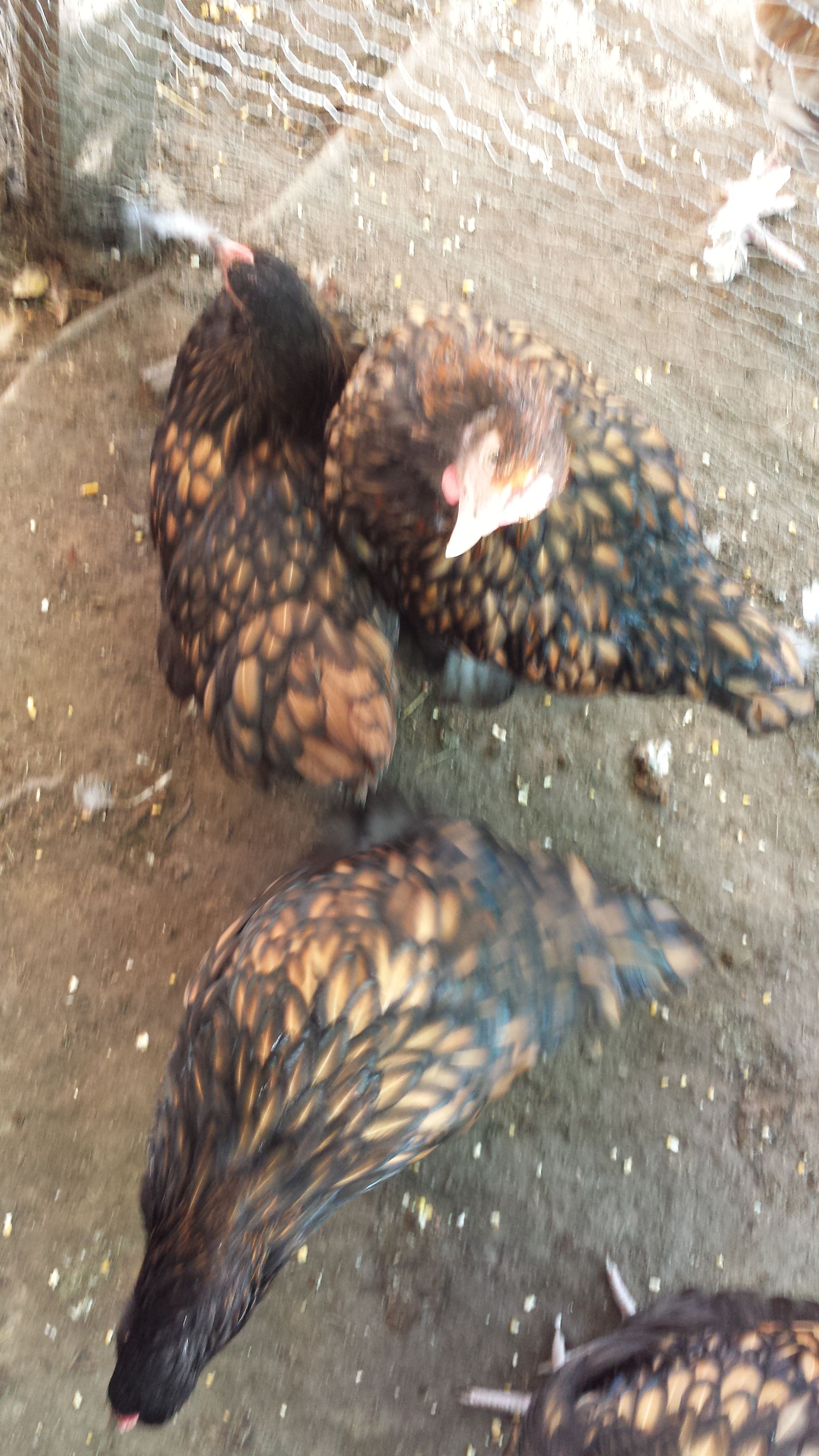 #month old Gold Laced Orpingtons