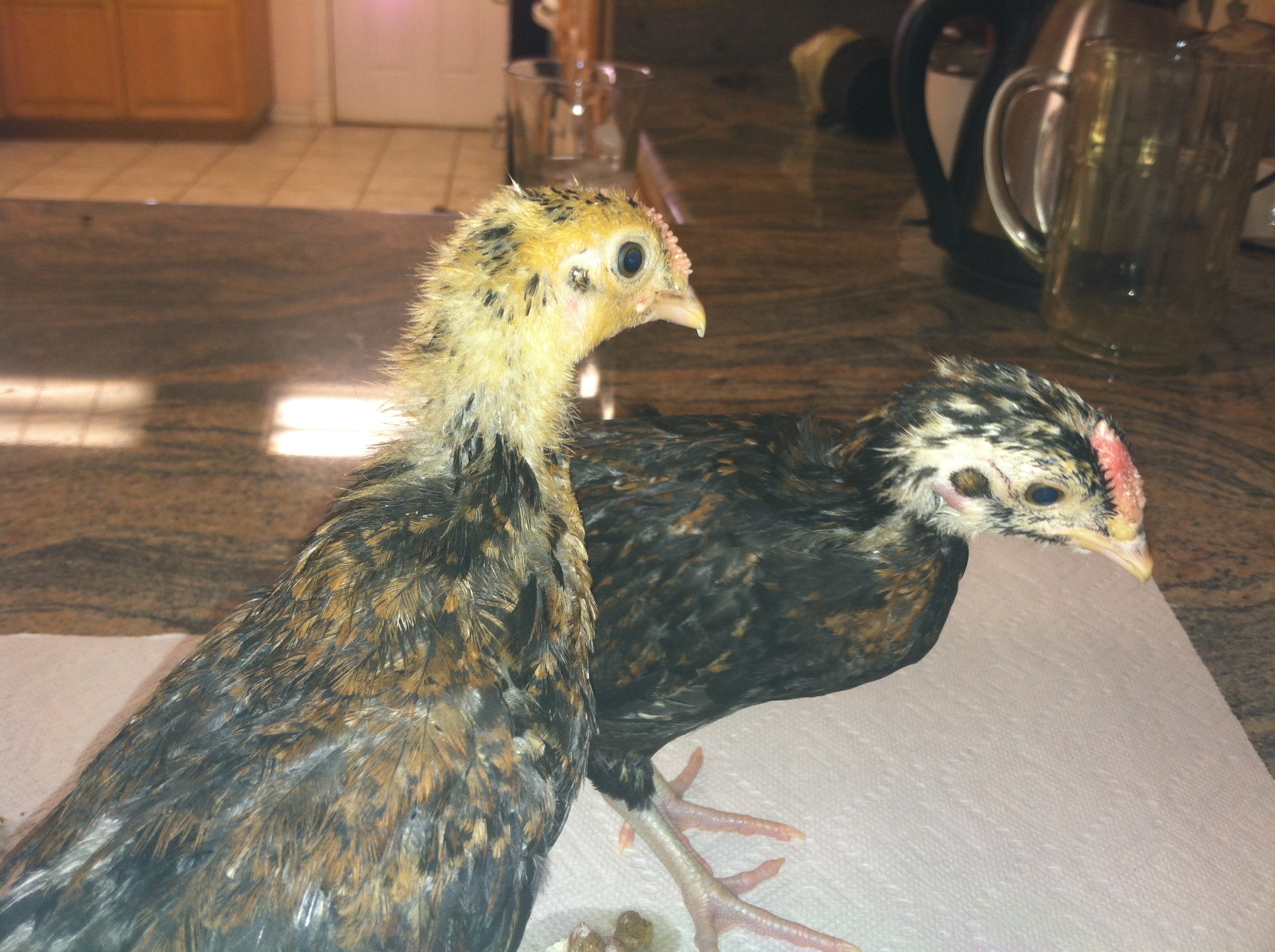 month old Sandhill redcap chicks - light and dark