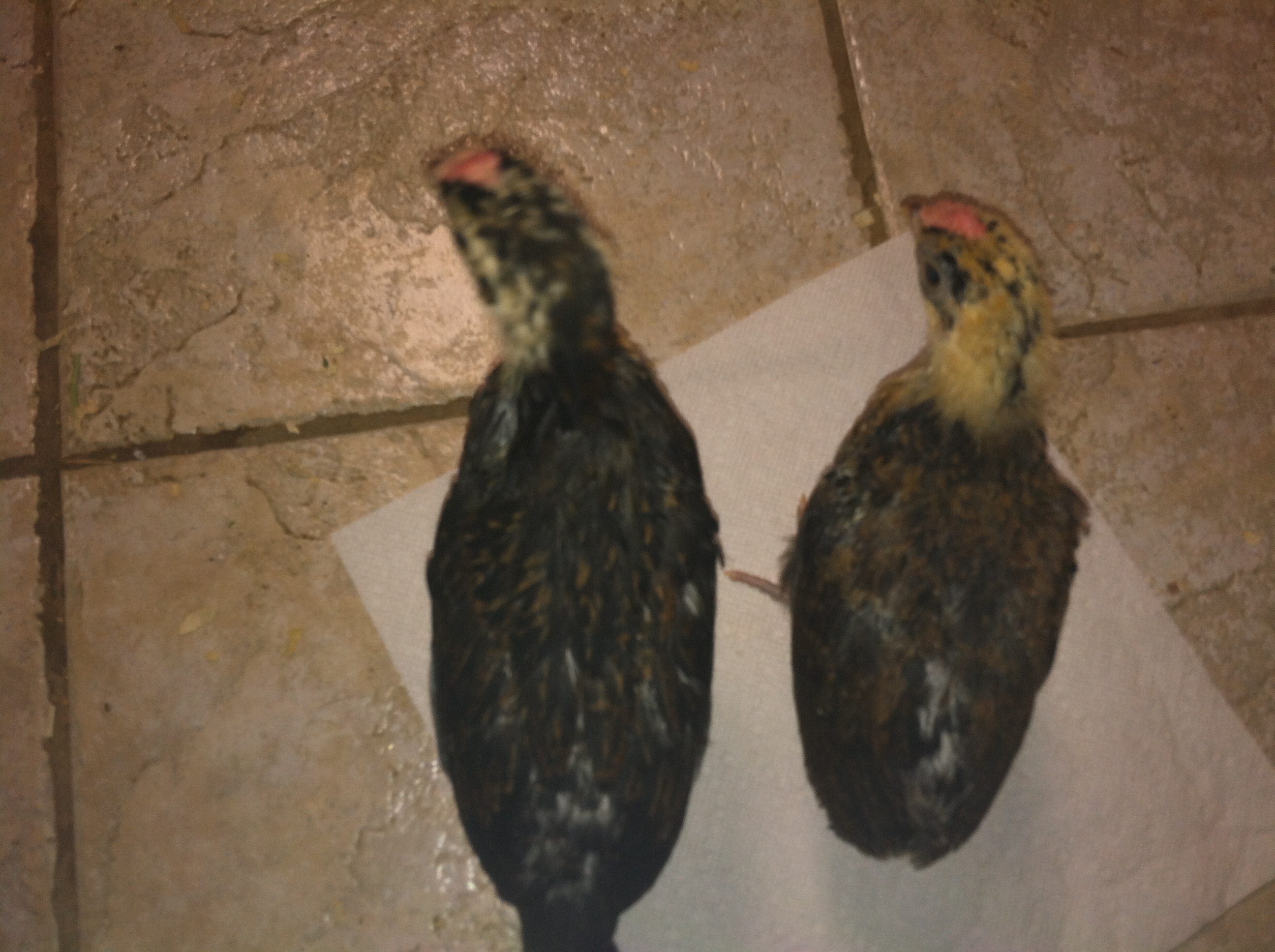 month old Sandhill redcap chicks