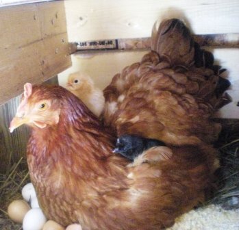 Moody with her chicks