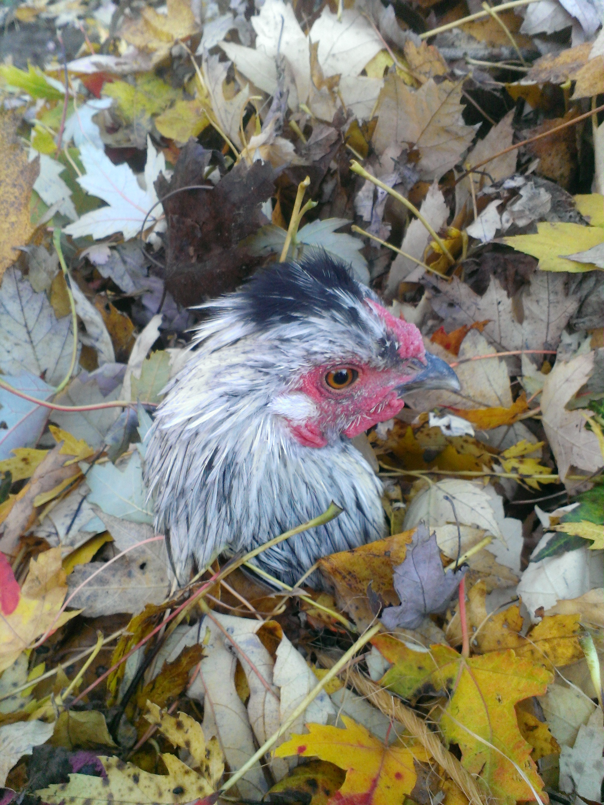 Moon the Silky / Wyandotte rooster didn't mind being buried in the leaf pile, he found it quite relaxing.