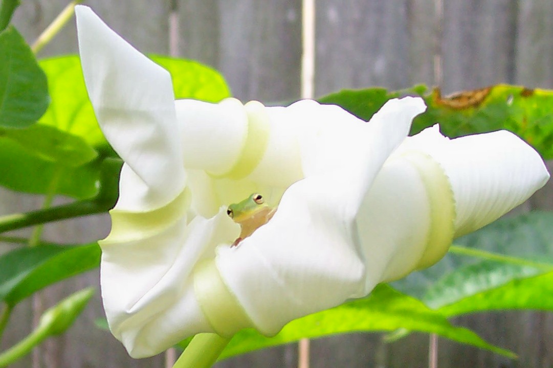 Moonflower and tree frog. This little guy eats the bugs that are attracted to this flower's fragrance. Smart little guy.