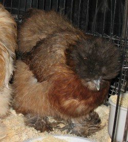 Moonlite - Partridge hen. BOV when shown. Gorgeous grand gal who is still with me. I am hoping for lots of babies from her this year. She is 7 yrs old now.