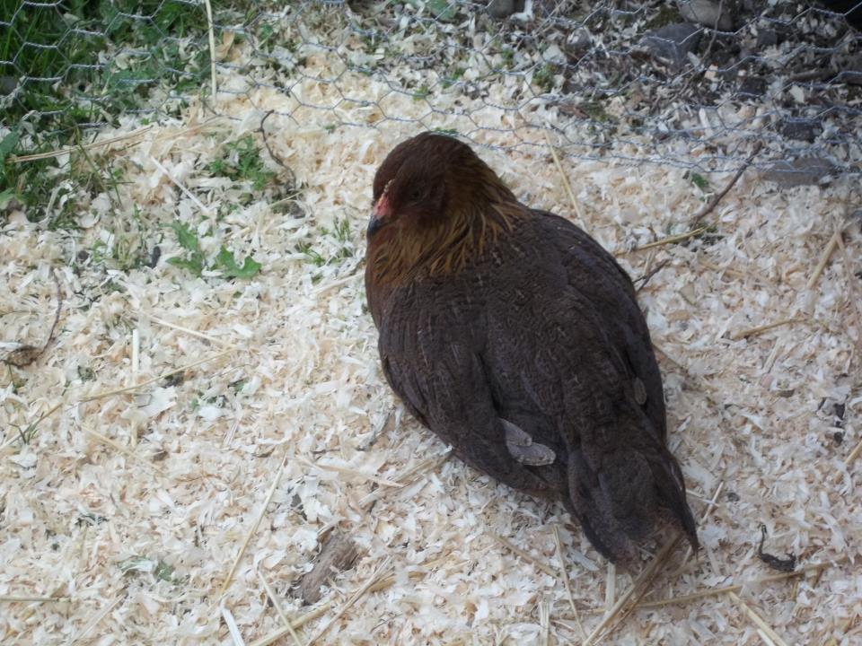 Moose is learning to lay!