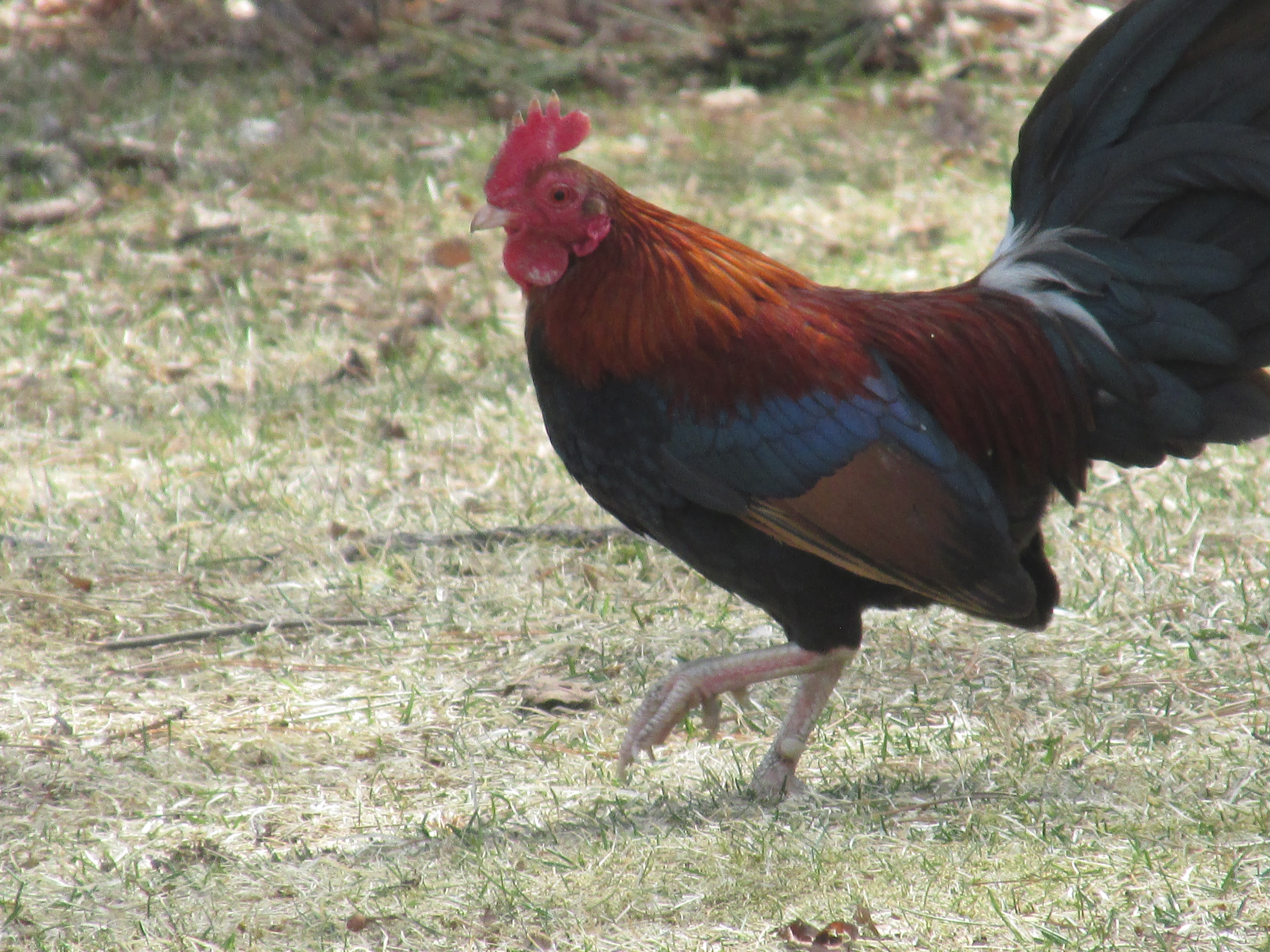 Mopsy- old english game bantam rooster