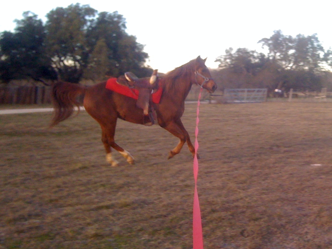 Morab mare Debi