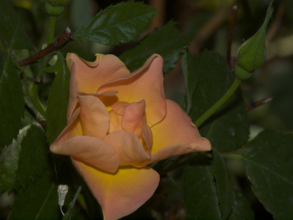 Morden_sunrise_rose_X6175924_06-17-2021-001.jpg