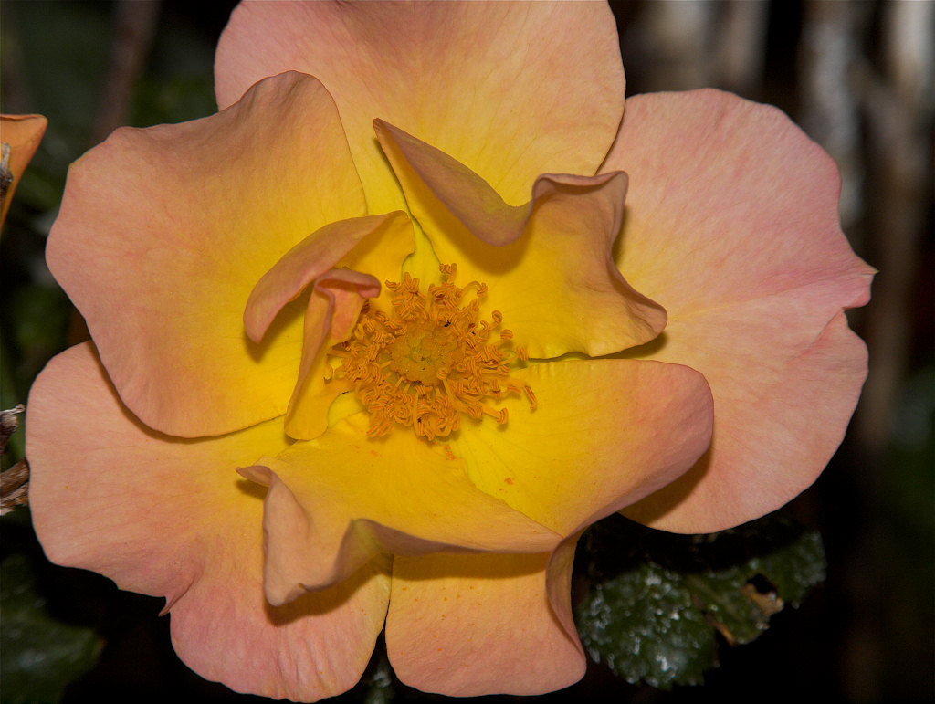 Morden_sunrise_rose_X6241466_06-24-2020-001.jpg