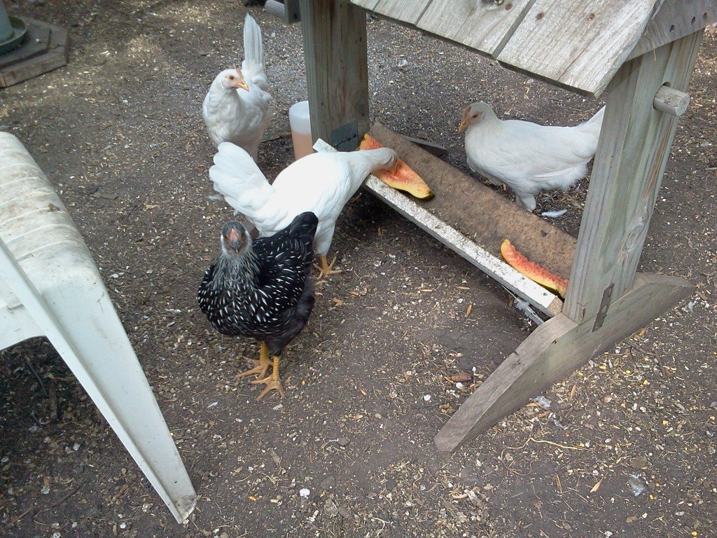 more at the snack bar