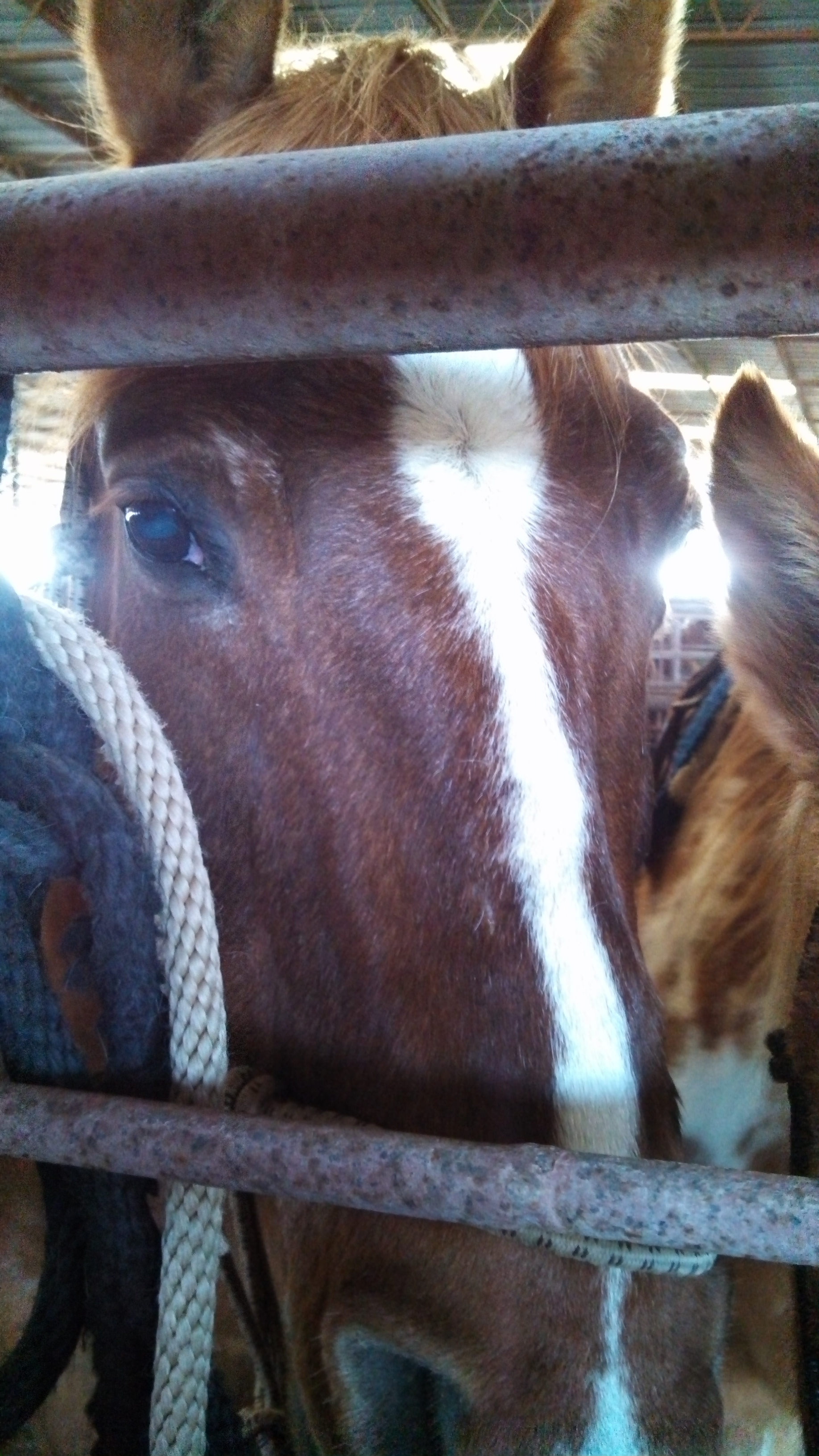 More auction pretties