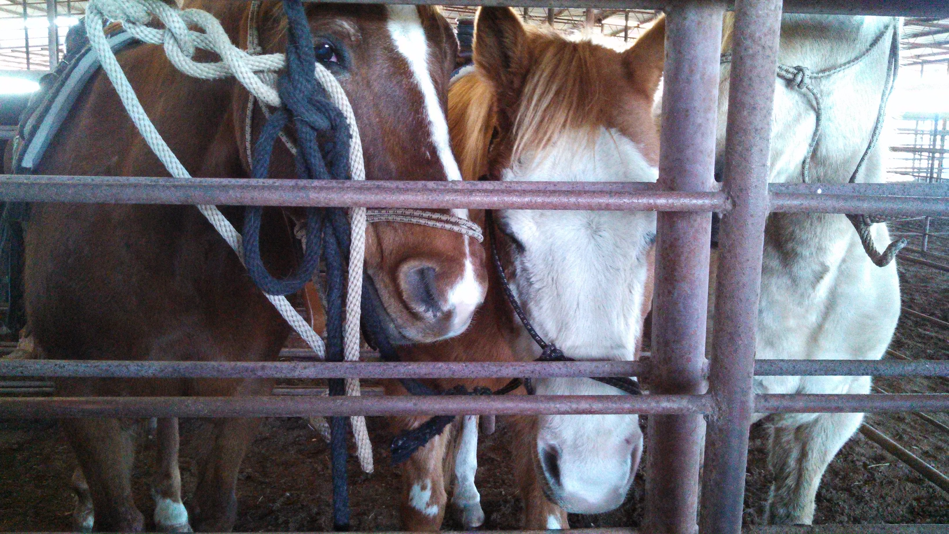 More auction pretties