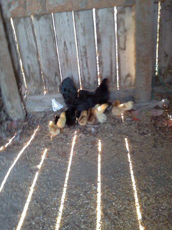 More babies!!! November batch