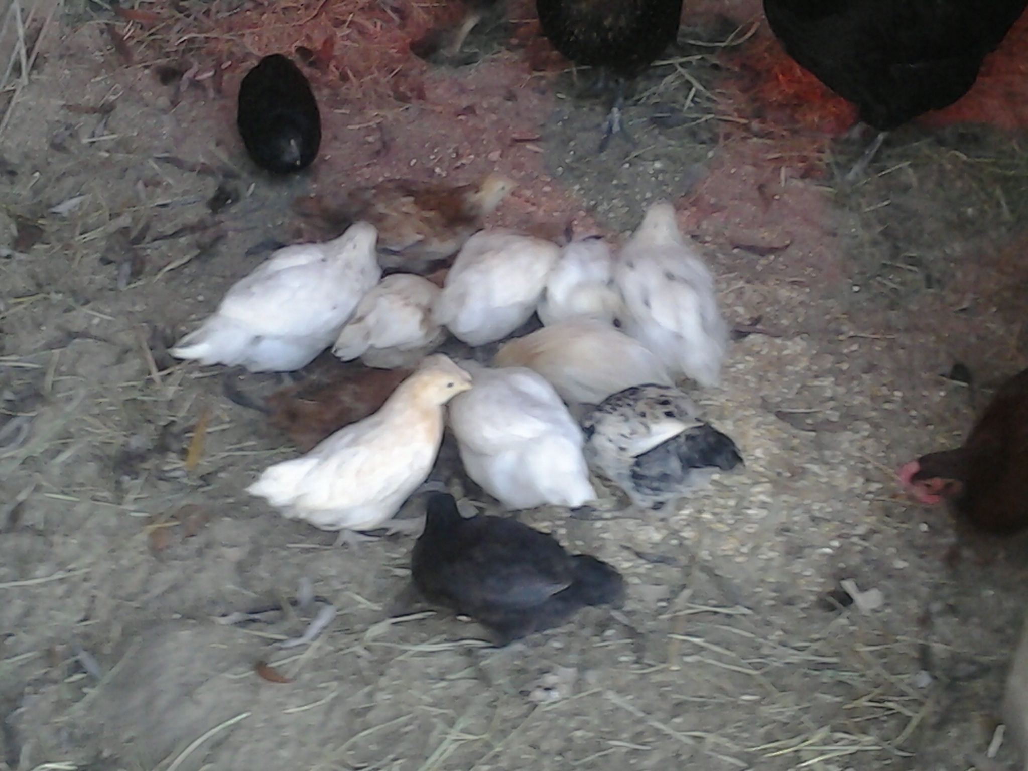 More babies!!!