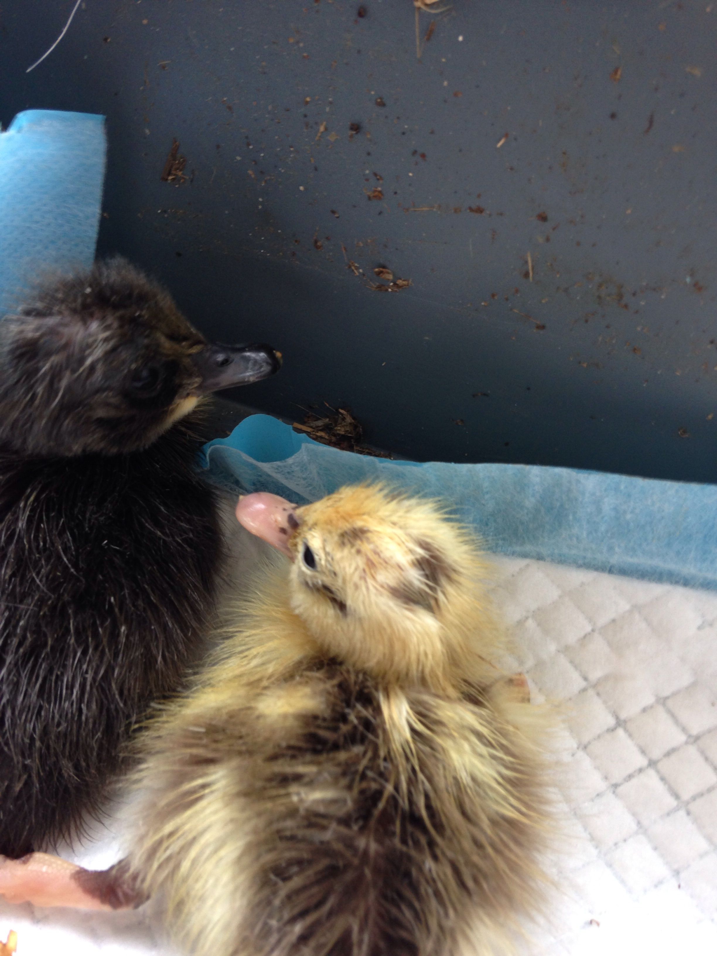 More babies