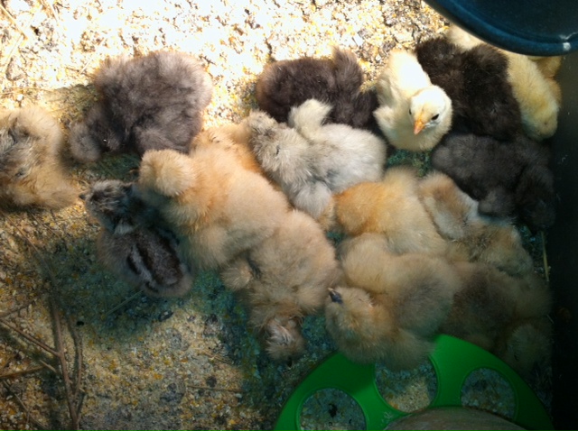 More Baby Silkies hatched on 2-29-12. From Cjexotic
My leap silkies!